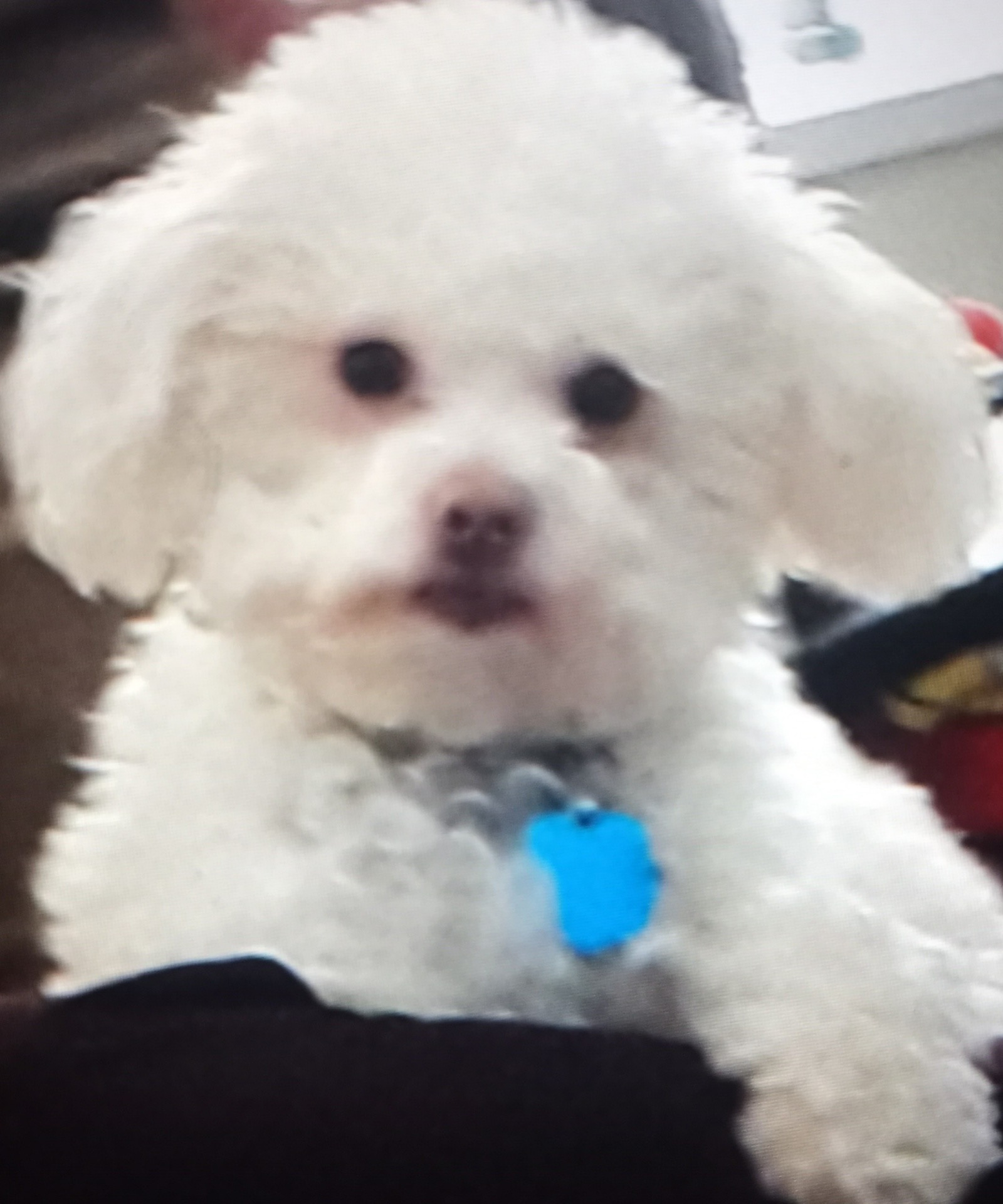 PLEASE HELP BOO BOO BEAT CANCER!!! campaign photo, 2 of 7