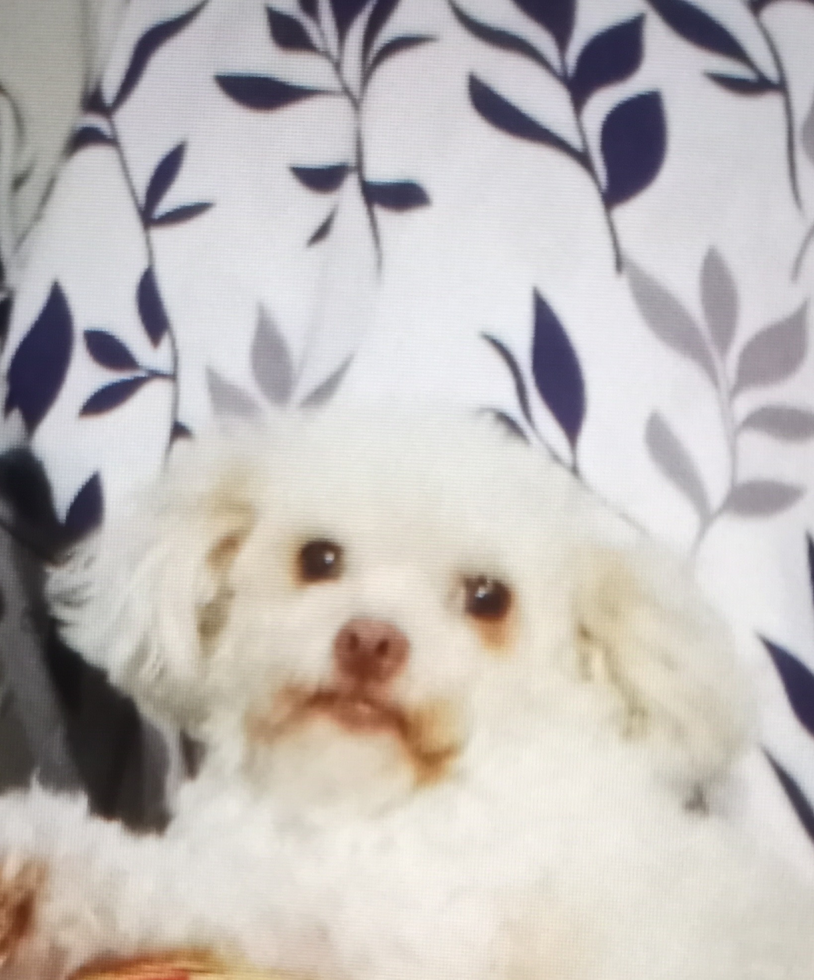 PLEASE HELP BOO BOO BEAT CANCER!!! campaign photo, 4 of 7