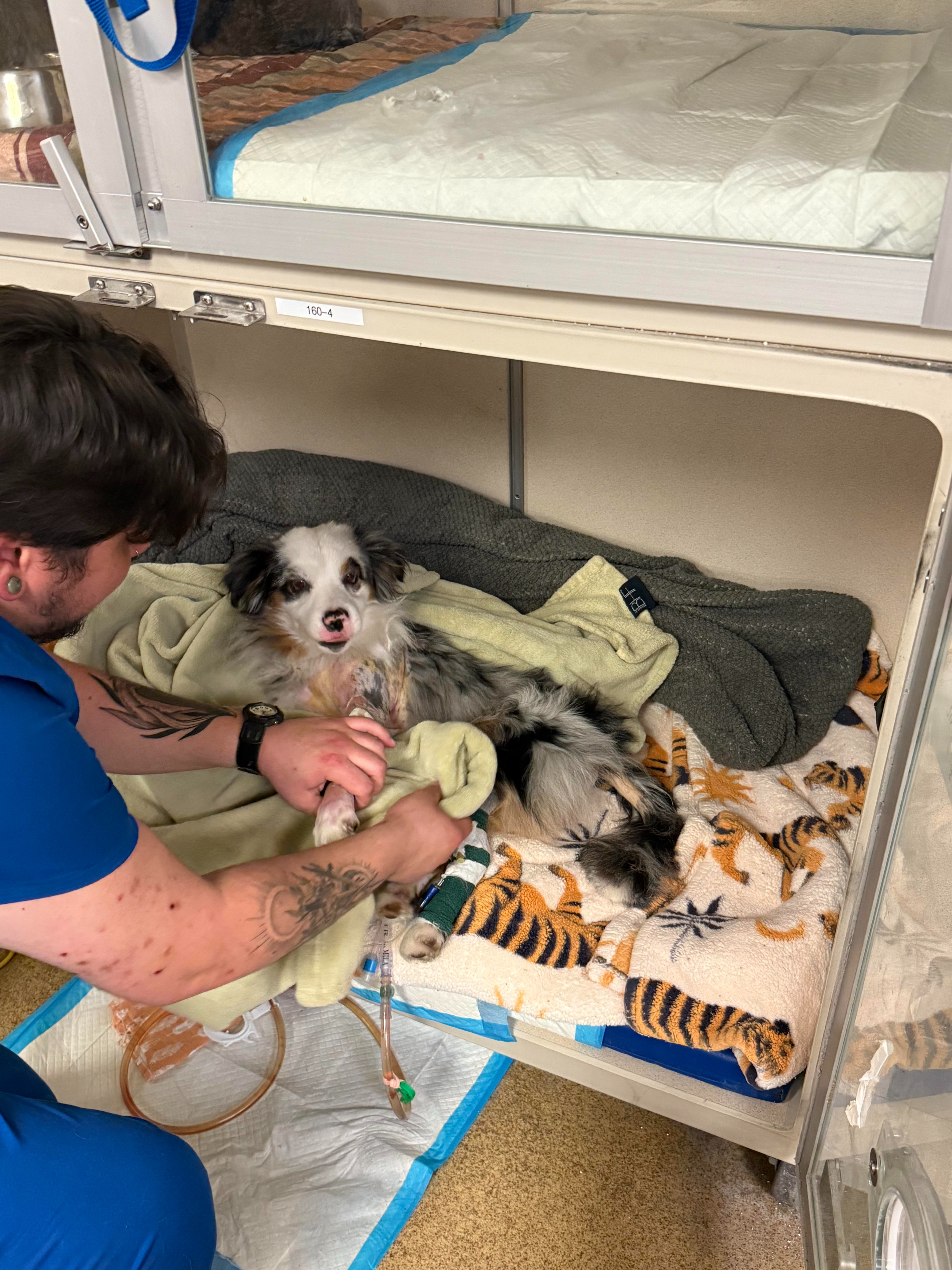 Help Dollar Walk Again: Support His Recovery Journey campaign photo, 7 of 8