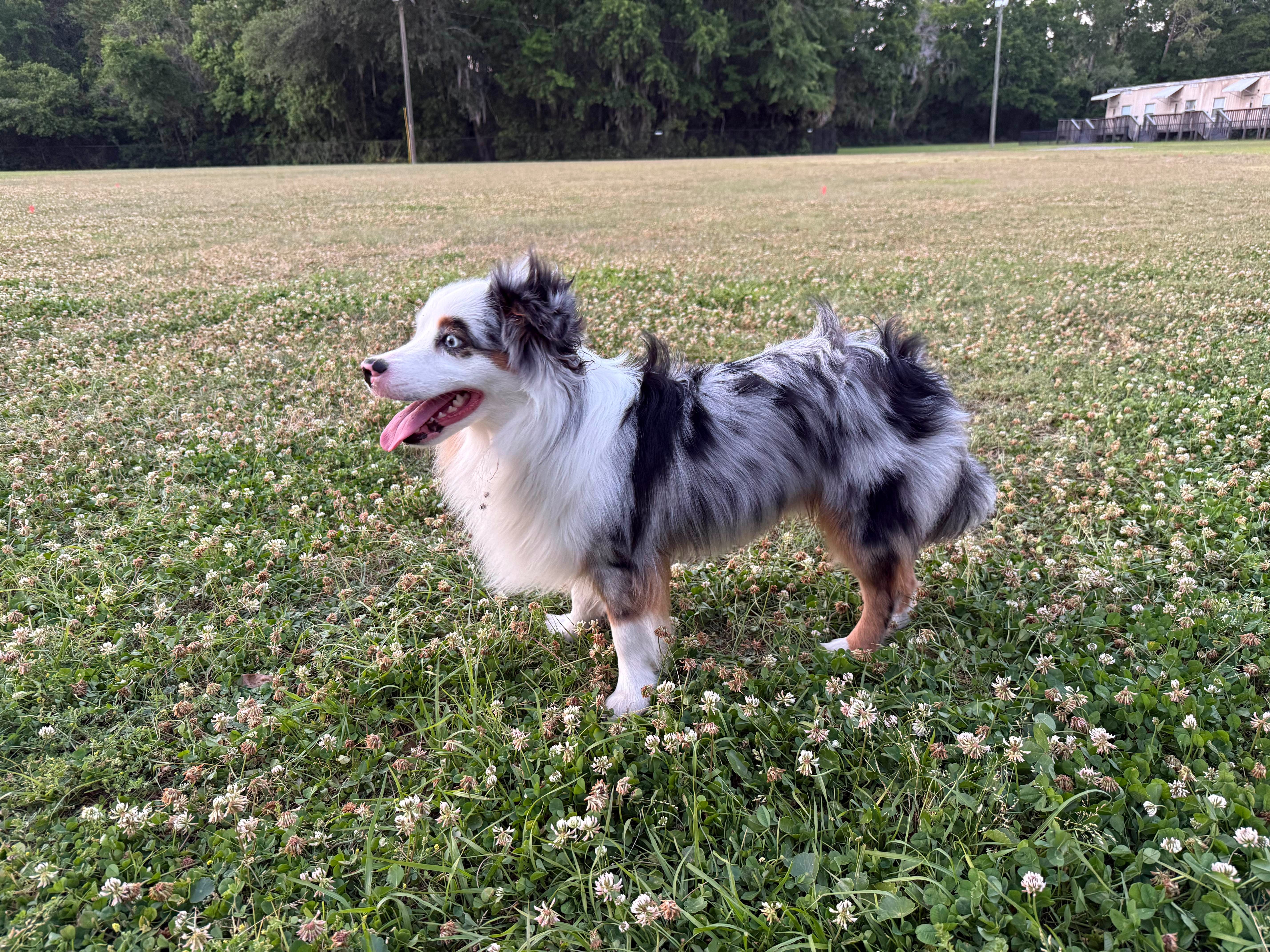 Help Dollar Walk Again: Support His Recovery Journey campaign photo, 2 of 8