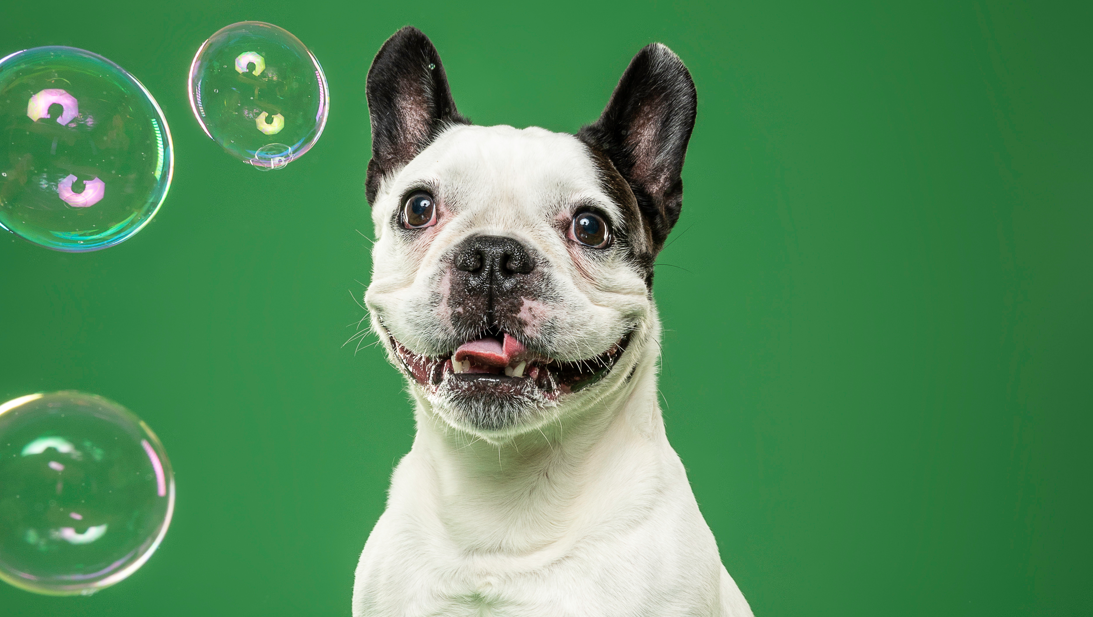 Dillon’s Fight against Brain Cancer photo