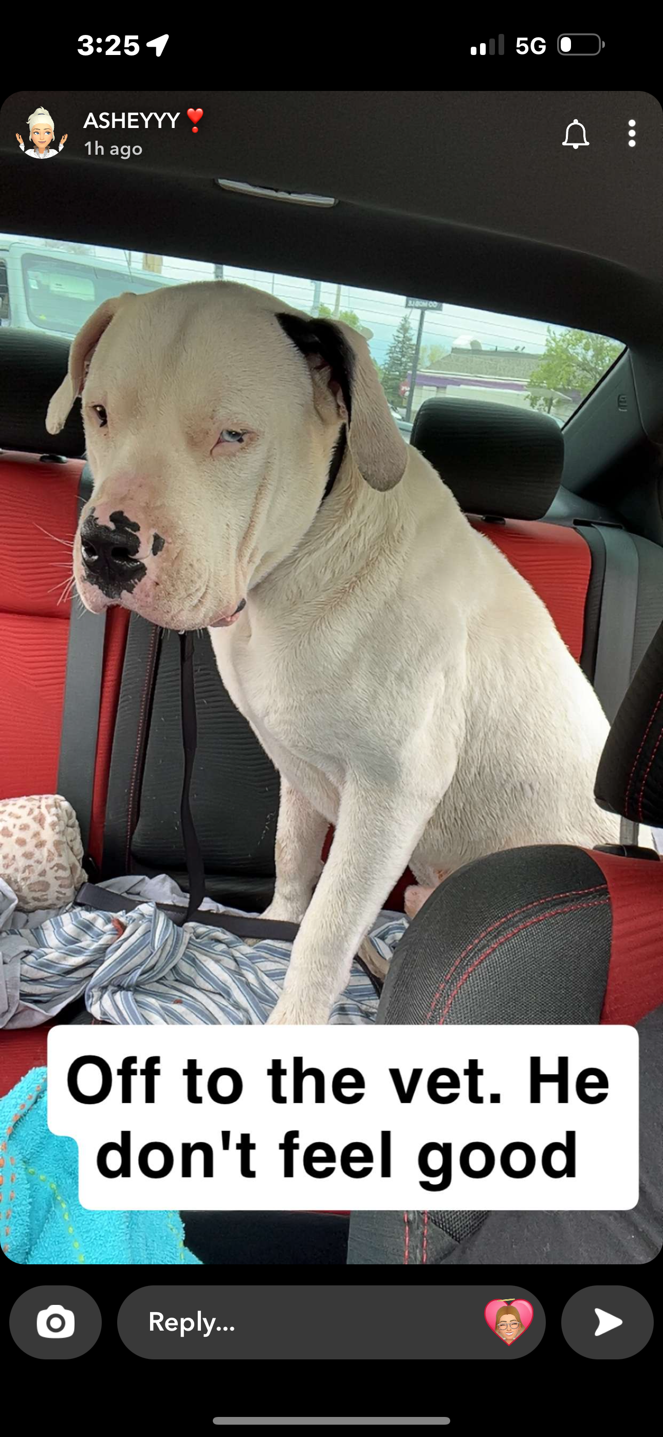 Save Blue: Urgent Surgery Needed campaign photo, 5 of 6