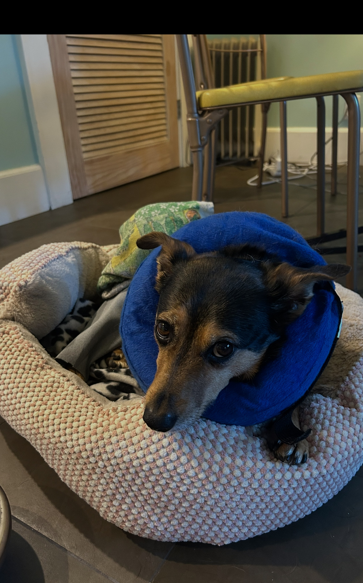 Help Pooja’s dog Henry get surgery! campaign photo, 7 of 8