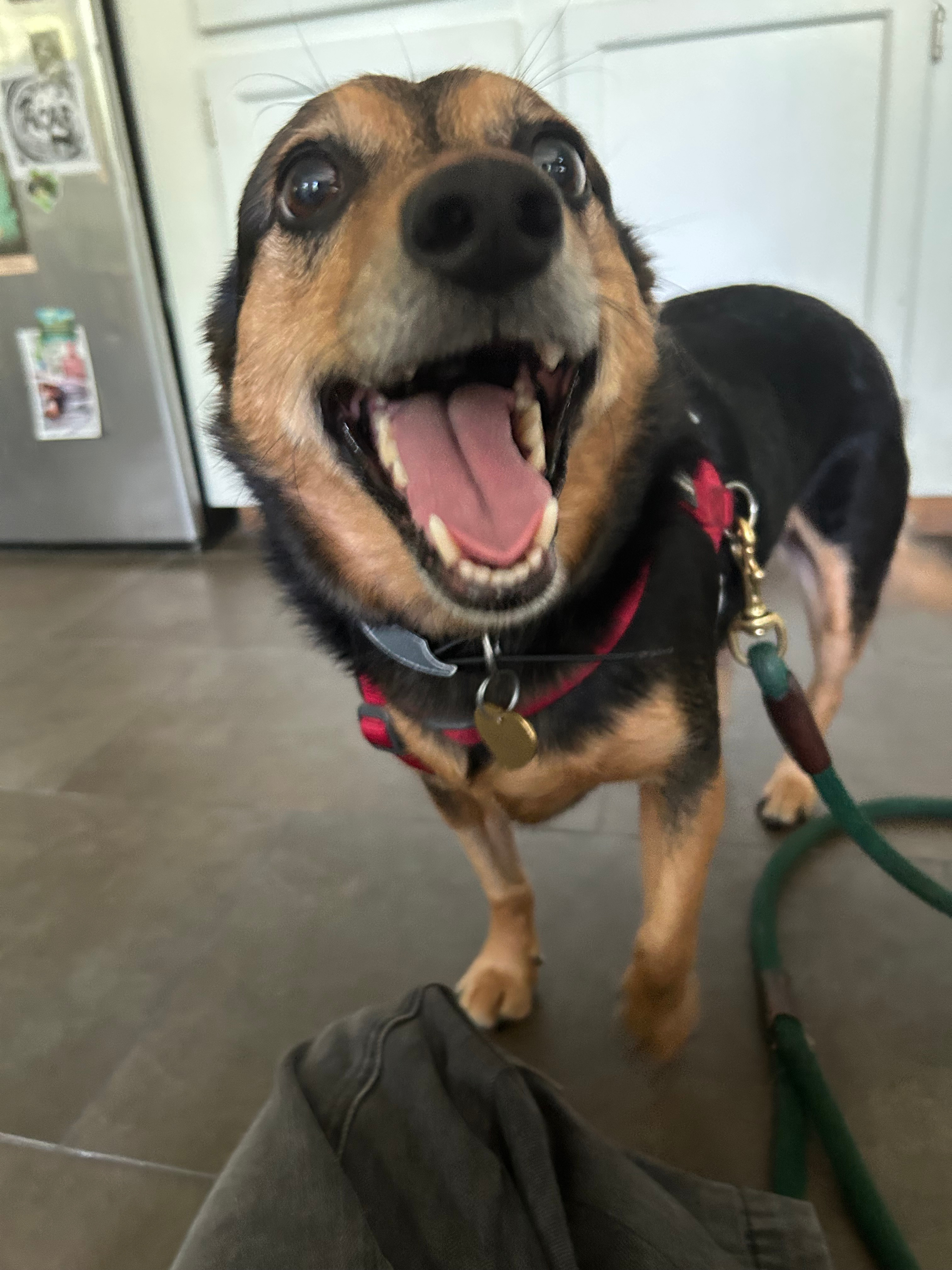 Help Pooja’s dog Henry get surgery! campaign photo, 2 of 8