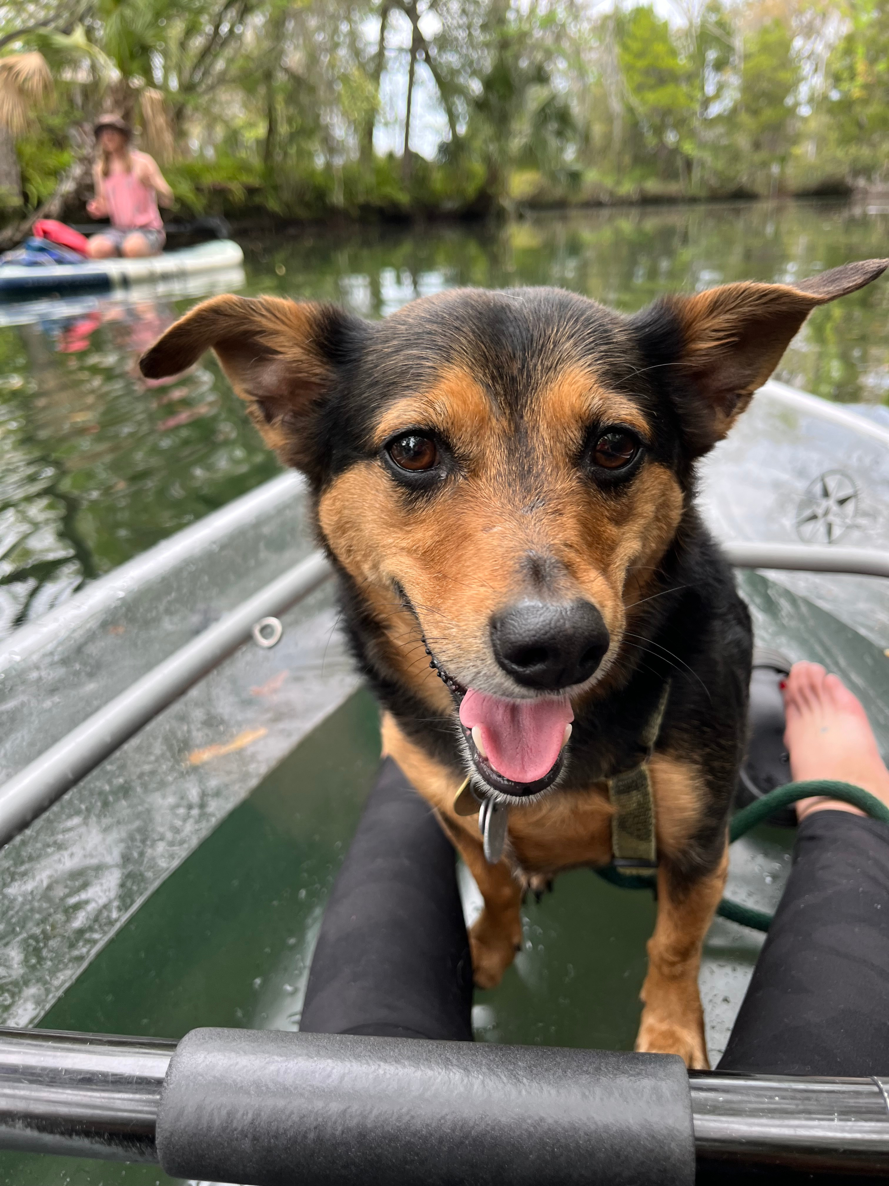 Help Pooja’s dog Henry get surgery! campaign photo, 5 of 8