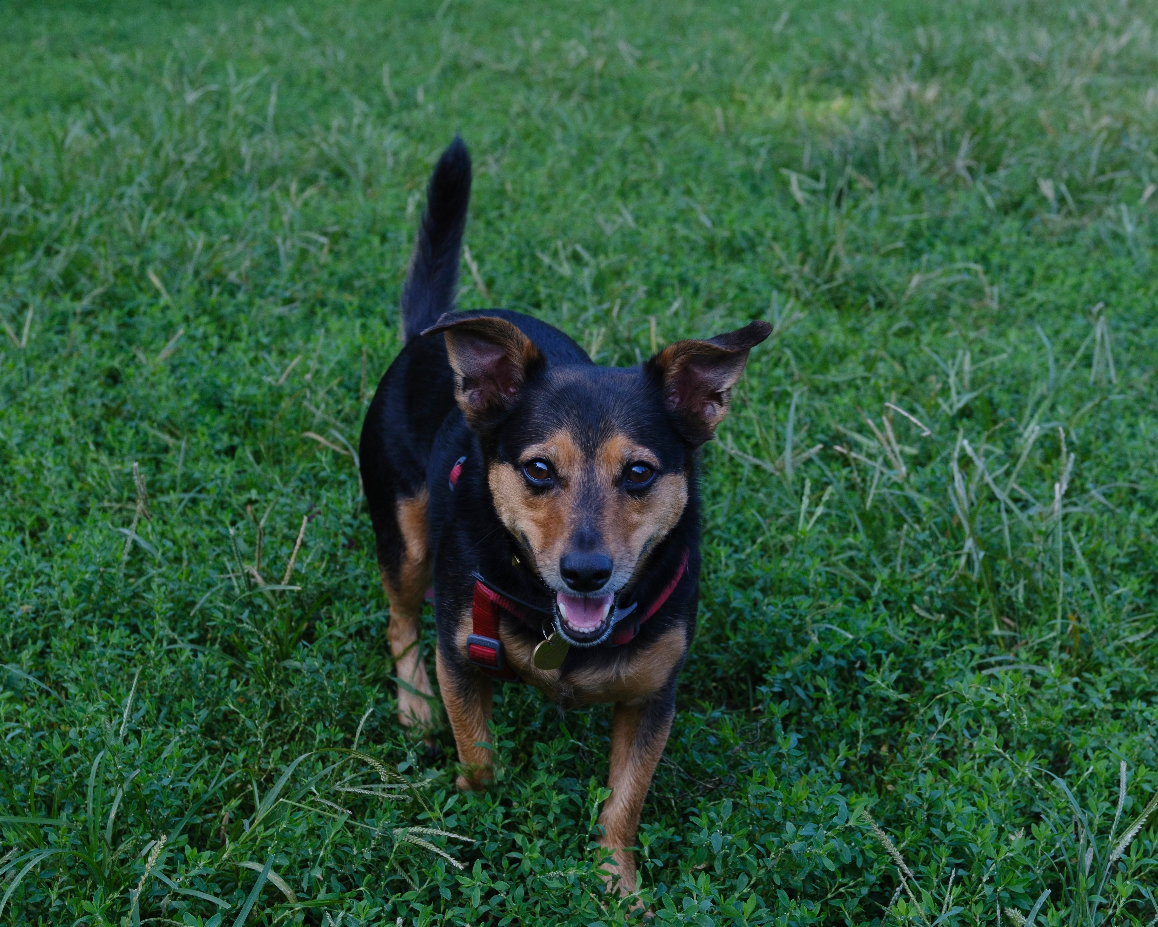 Help Pooja’s dog Henry get surgery! campaign photo, 6 of 8