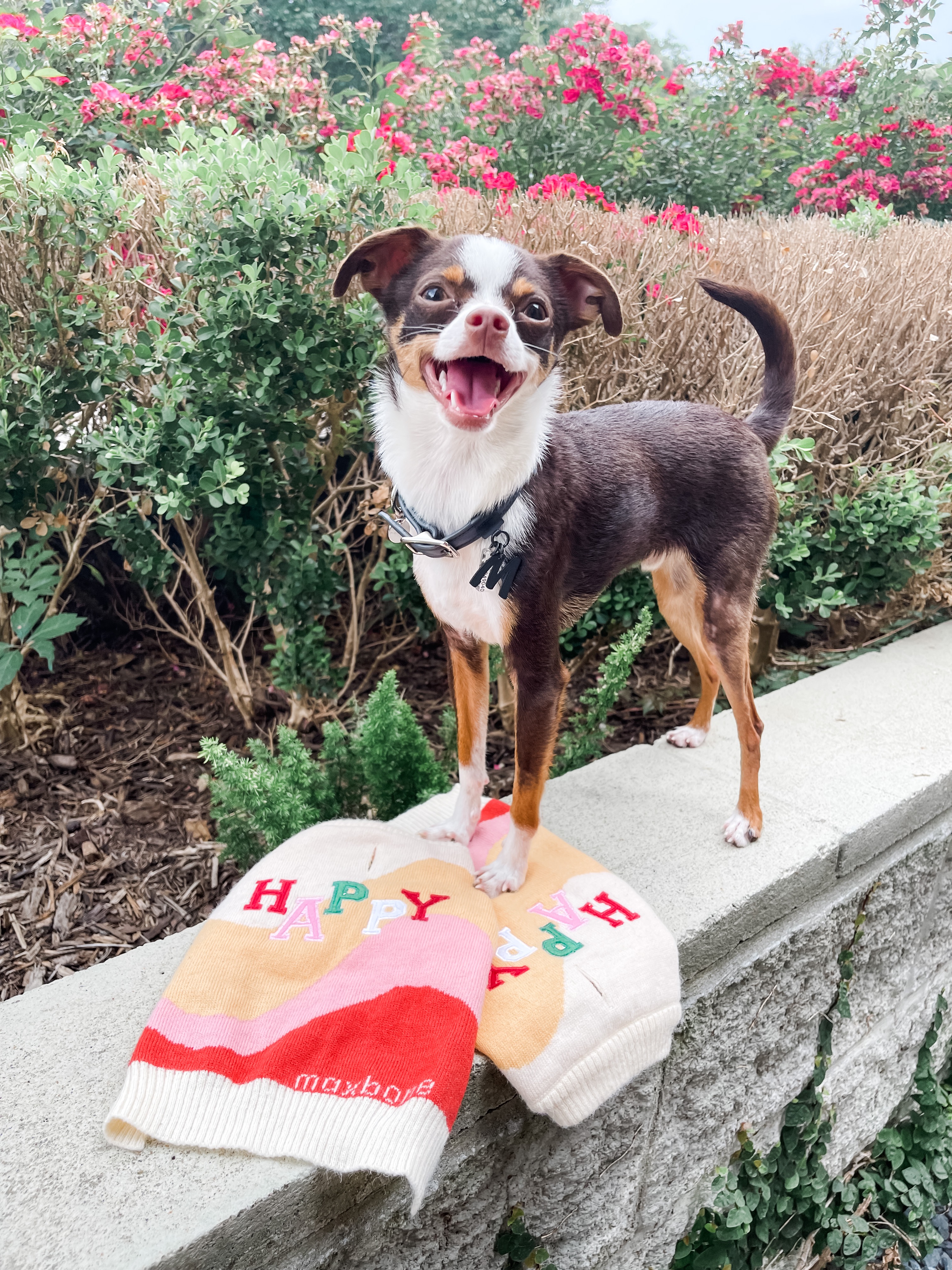 Give Milo the Gift of Mobility campaign photo, 5 of 8