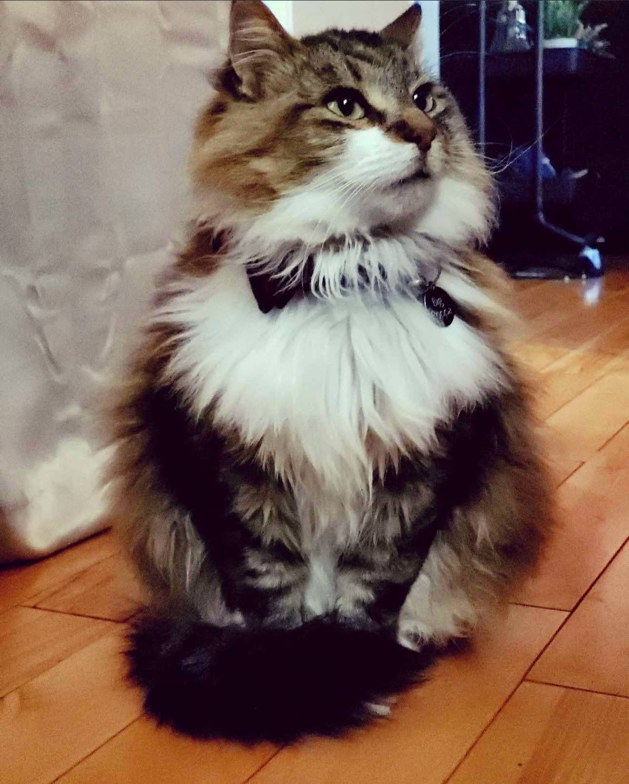 Help Stripe get emergency surgery! campaign photo, 4 of 5