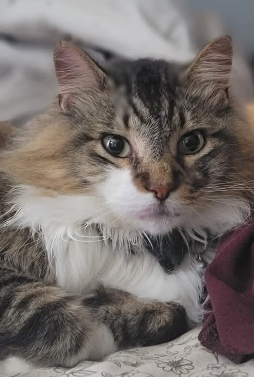 Help Stripe get emergency surgery! campaign photo, 2 of 5