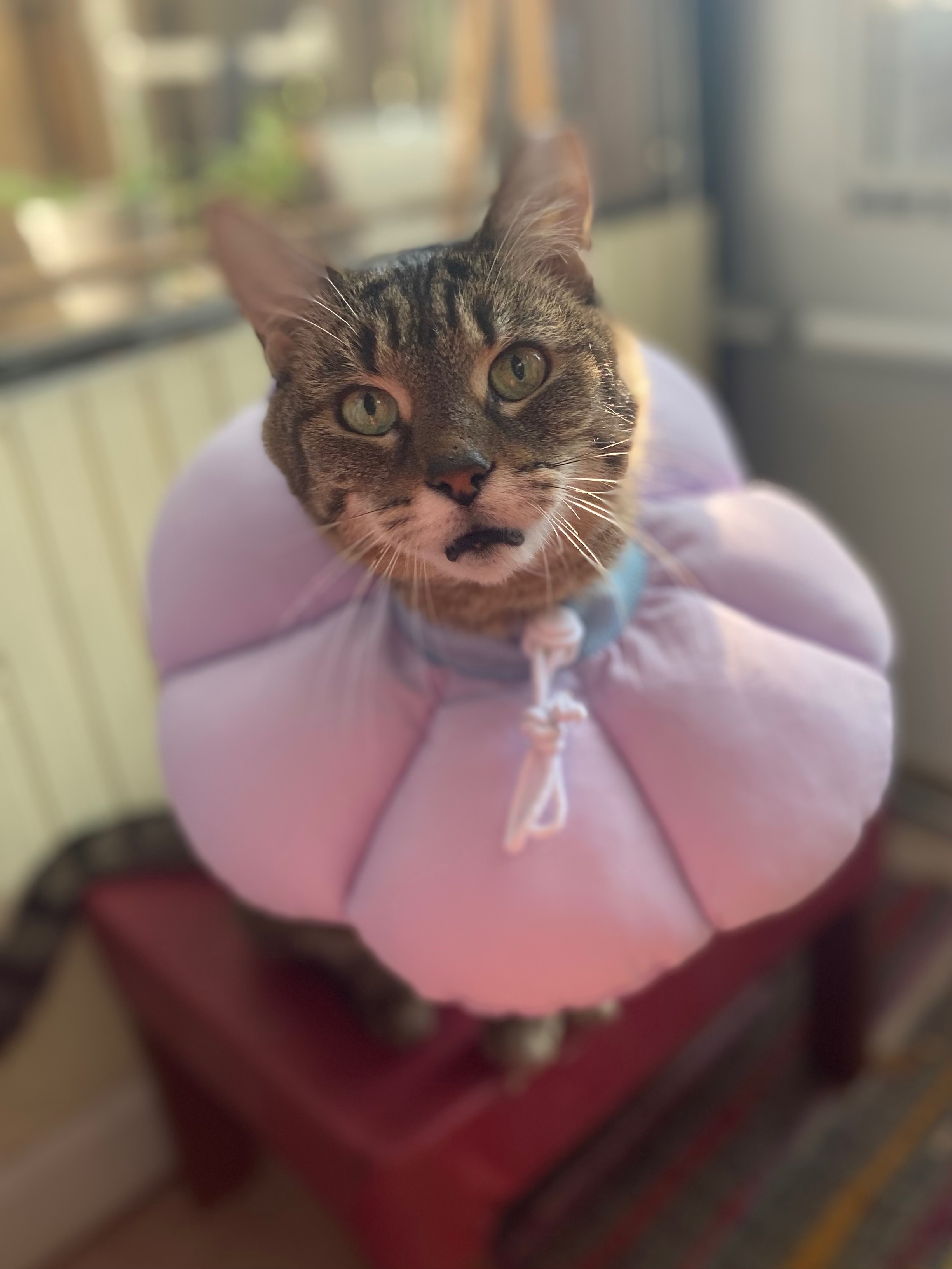 Support Myles and Stella's Ongoing Medical Needs campaign photo, 2 of 8