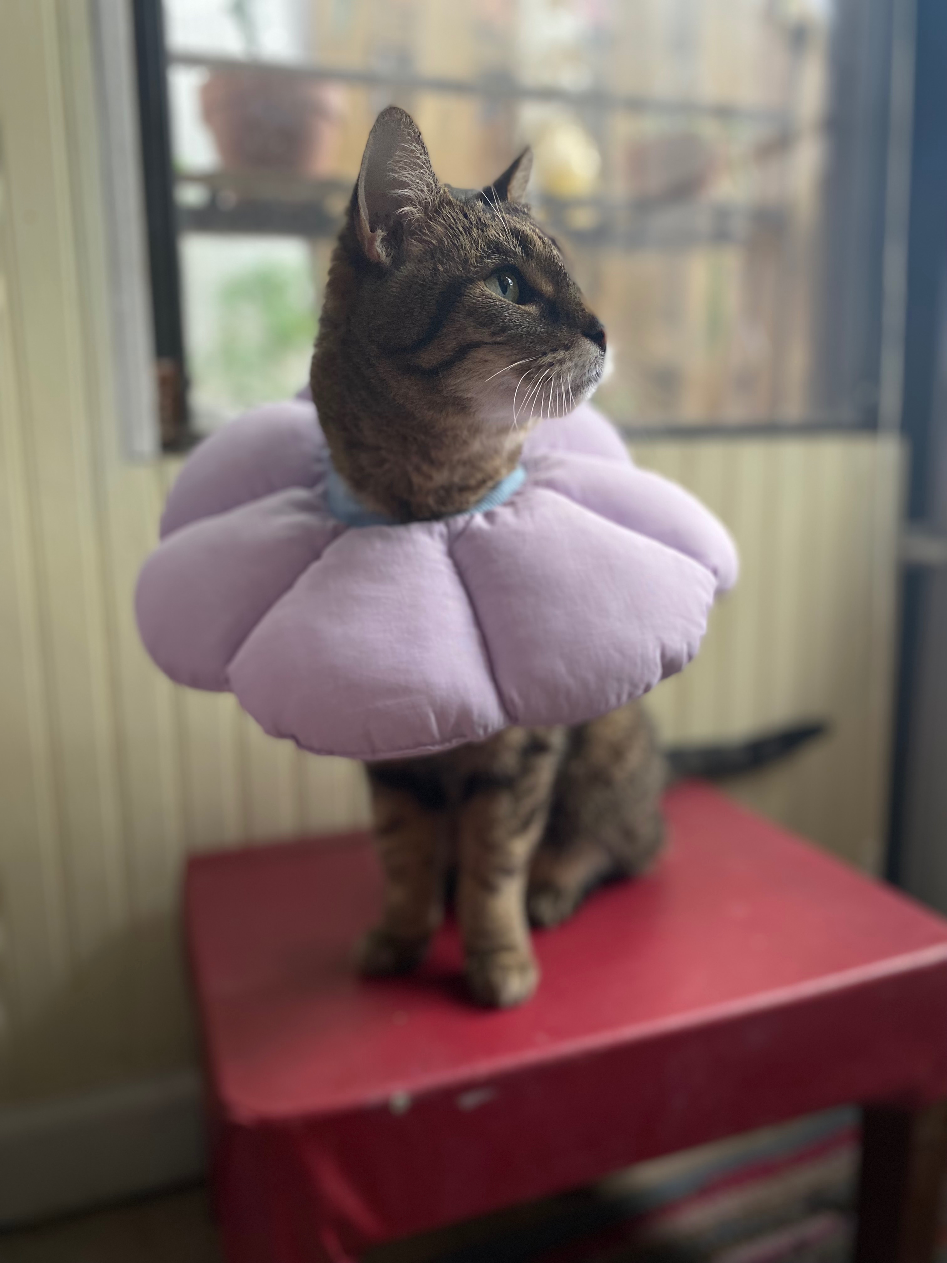 Support Myles and Stella's Ongoing Medical Needs campaign photo, 4 of 8