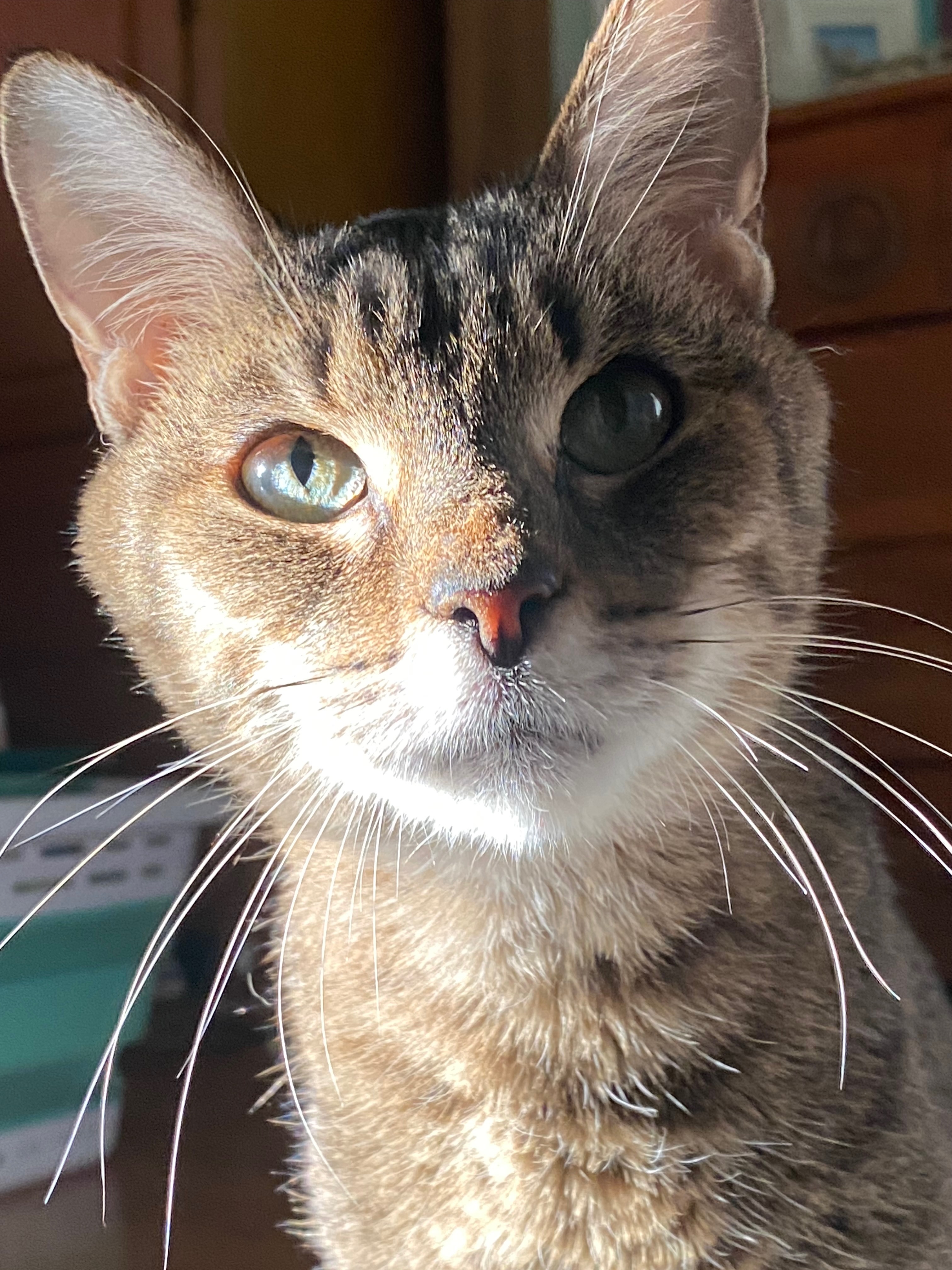 Support Myles and Stella's Ongoing Medical Needs campaign photo, 5 of 8