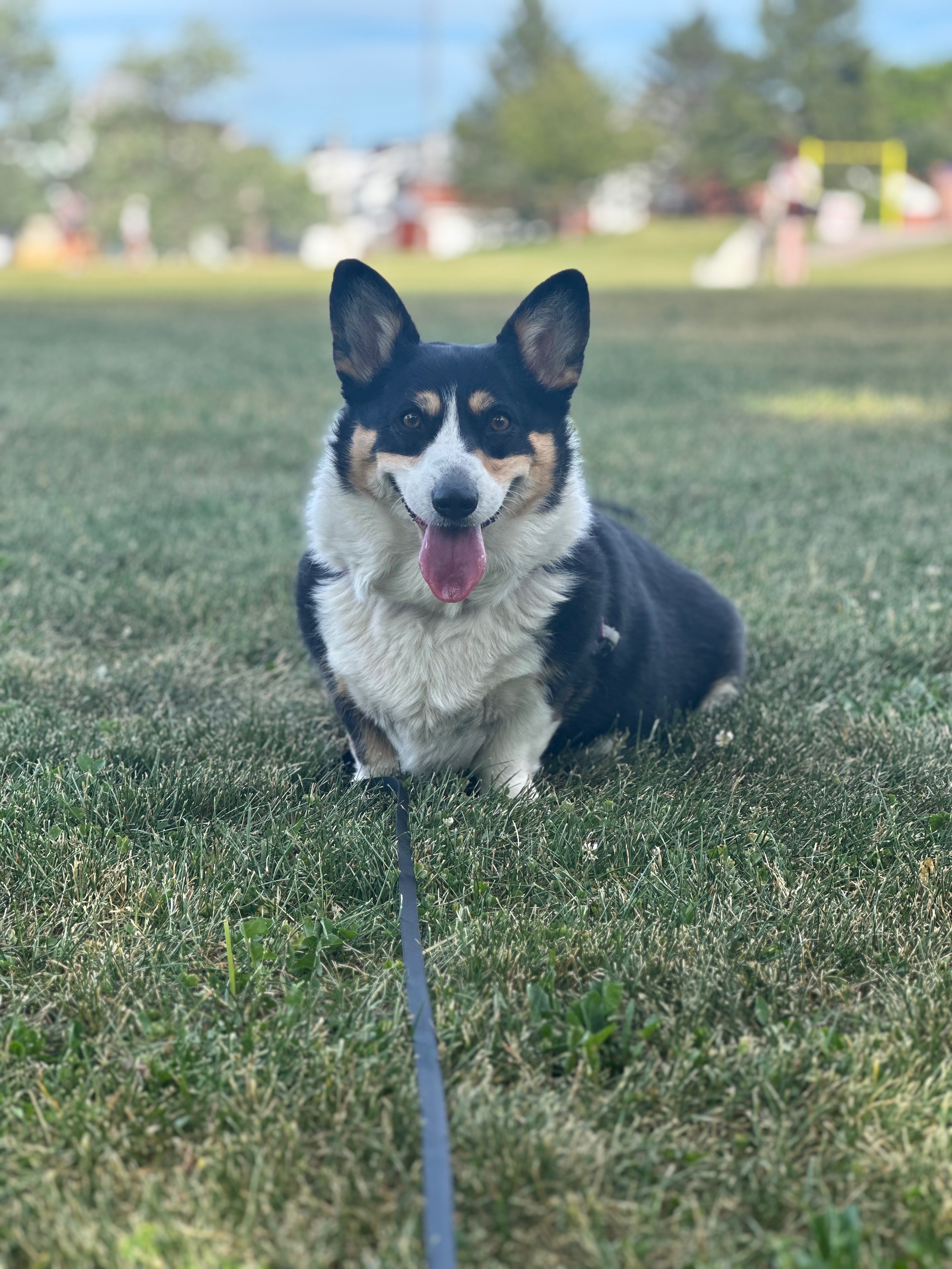 Frankie’s Surgery Fund: Surgery Today! campaign photo, 2 of 4