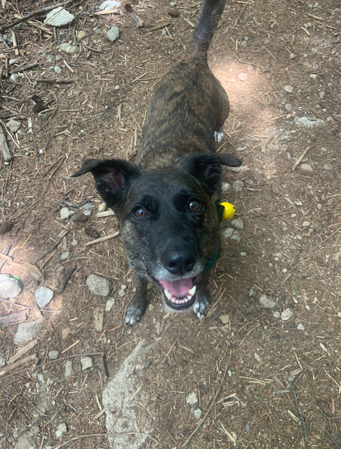 Help Piper get knee surgery (again ) campaign photo, 6 of 7