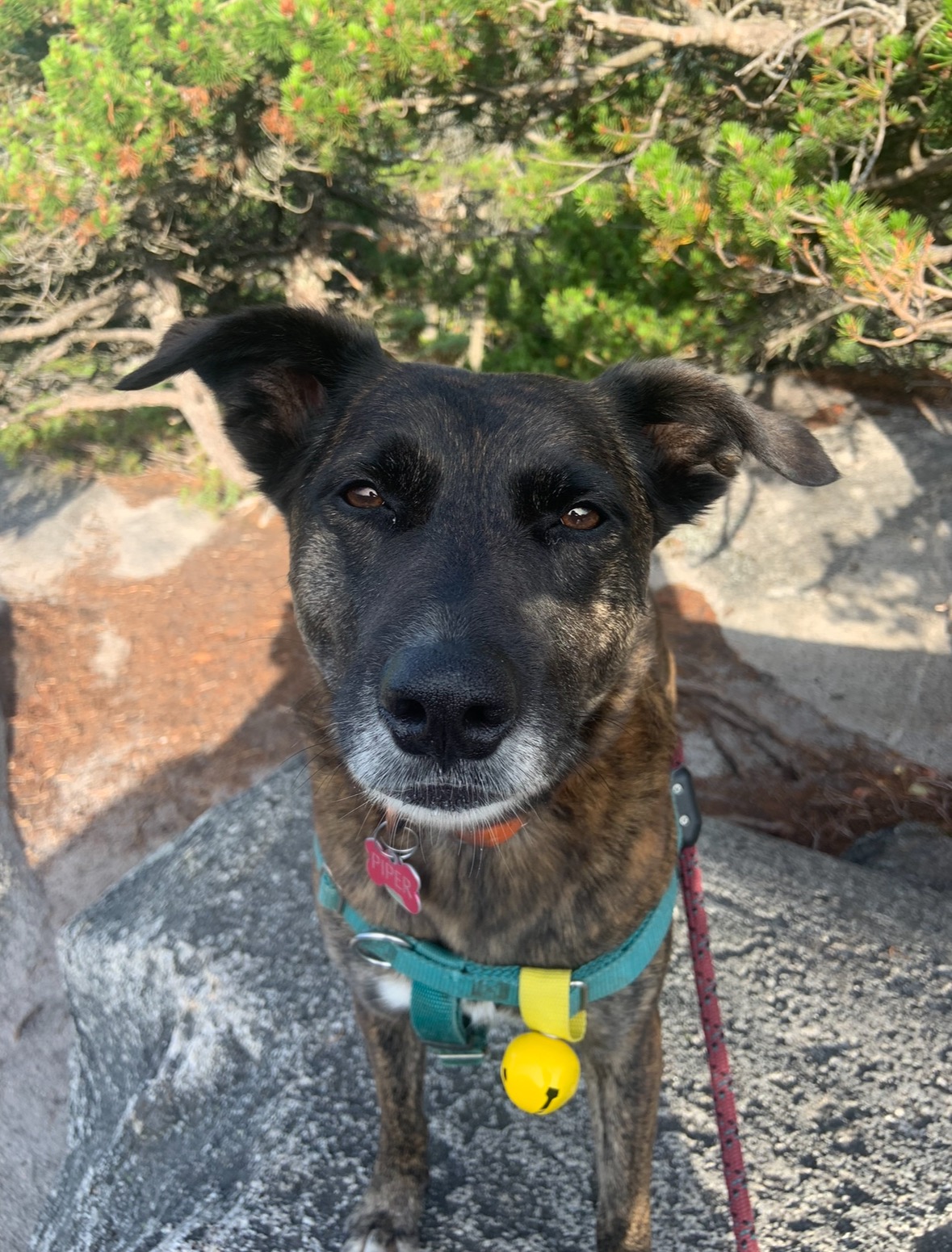 Help Piper get knee surgery (again ) campaign photo, 5 of 7