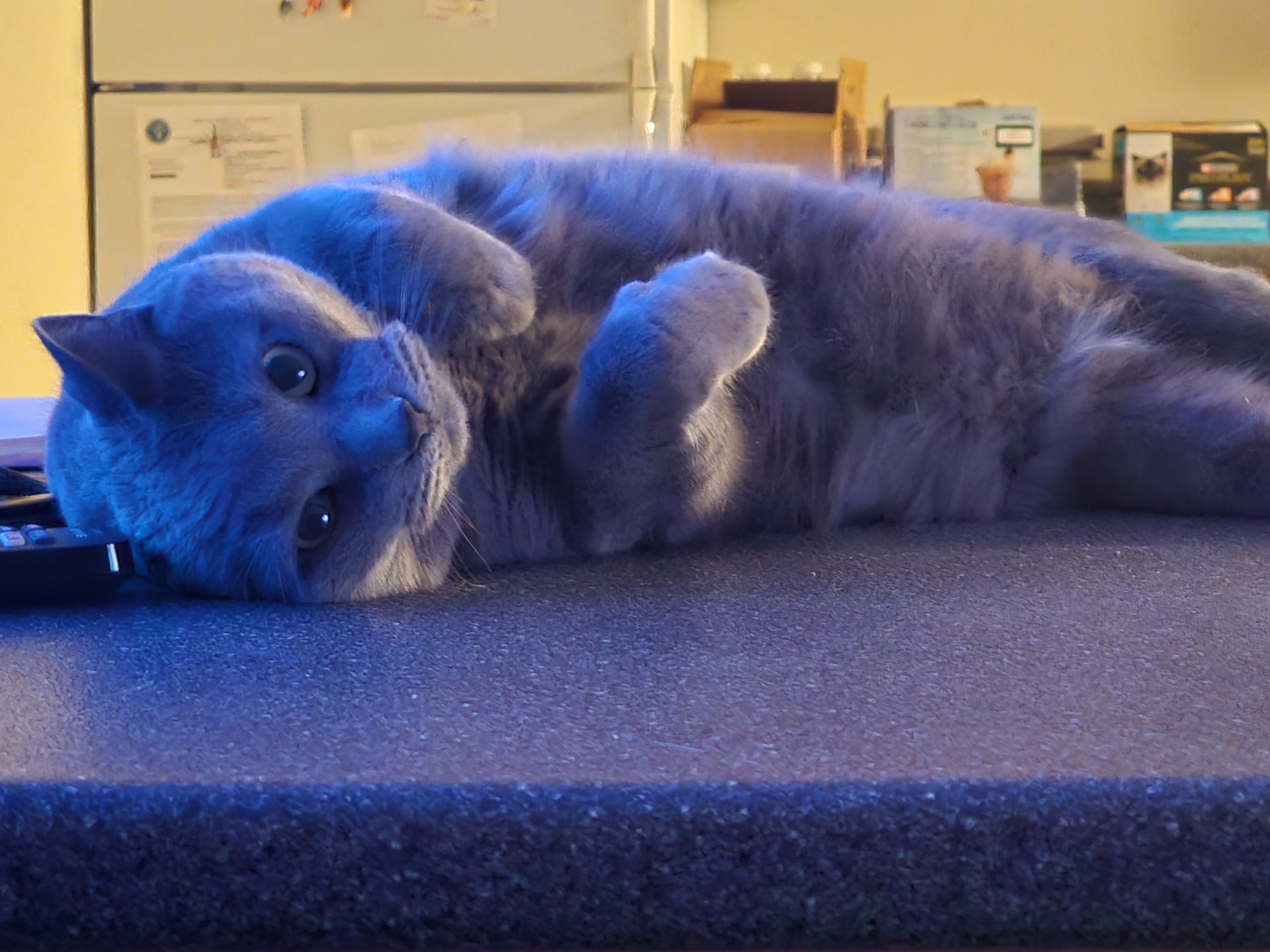 Help me save my best friend Ozzy campaign photo, 2 of 4