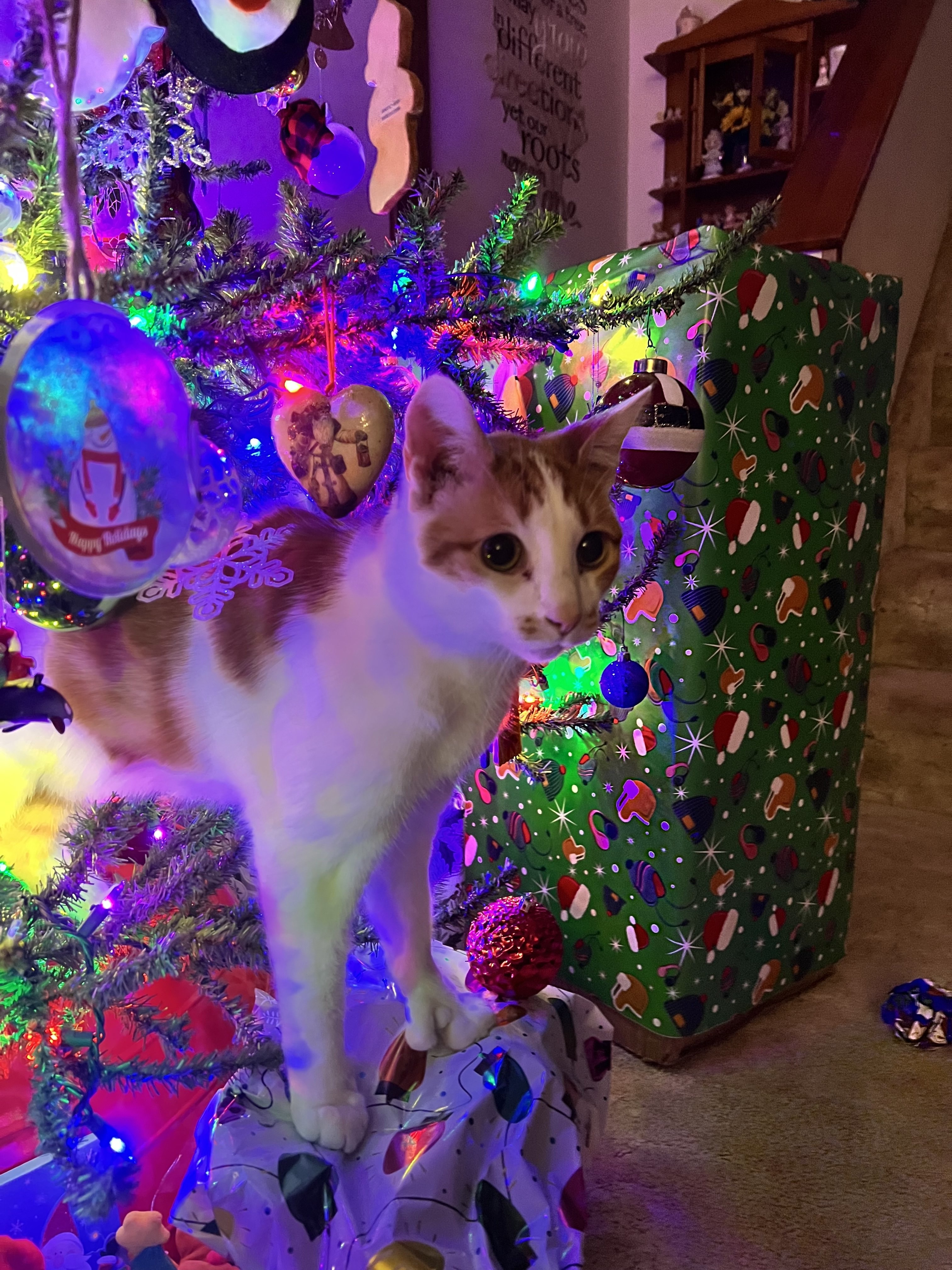 Support Richard Knight with Renly's Vet Expenses campaign photo, 2 of 4