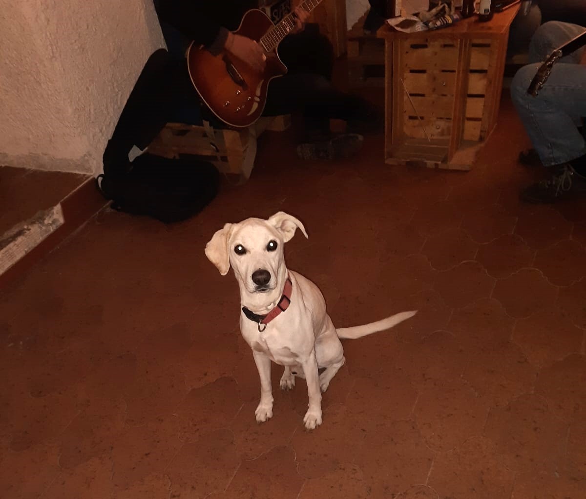 Freddino, il cane che ascolta la musica. campaign photo, 6 of 7