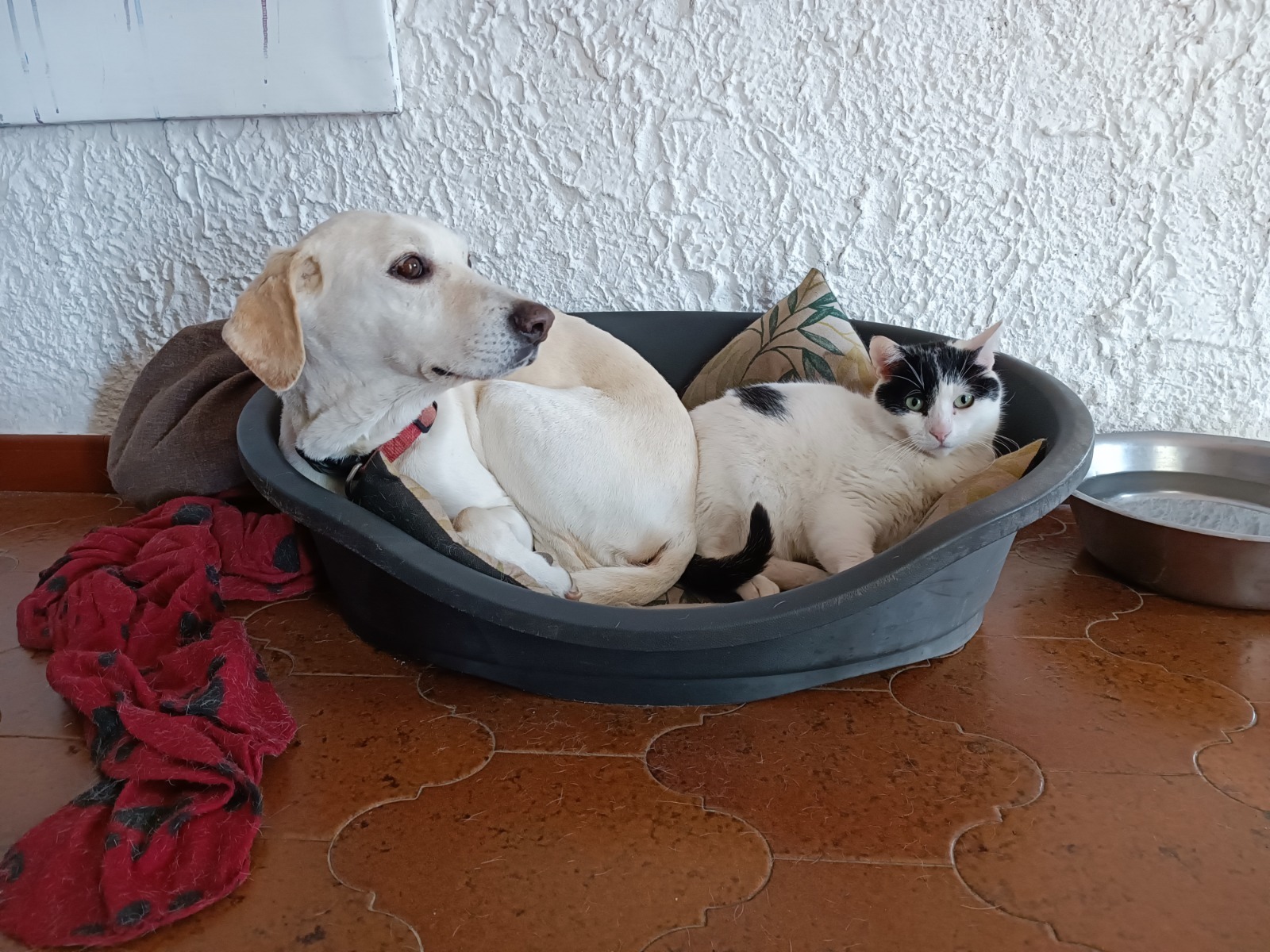 Freddino, il cane che ascolta la musica. campaign photo, 2 of 7