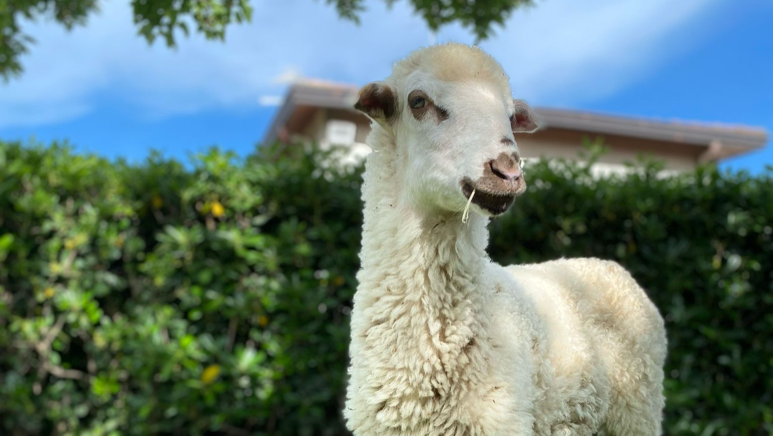 Aiutaci a creare un santuario per animali liberi photo