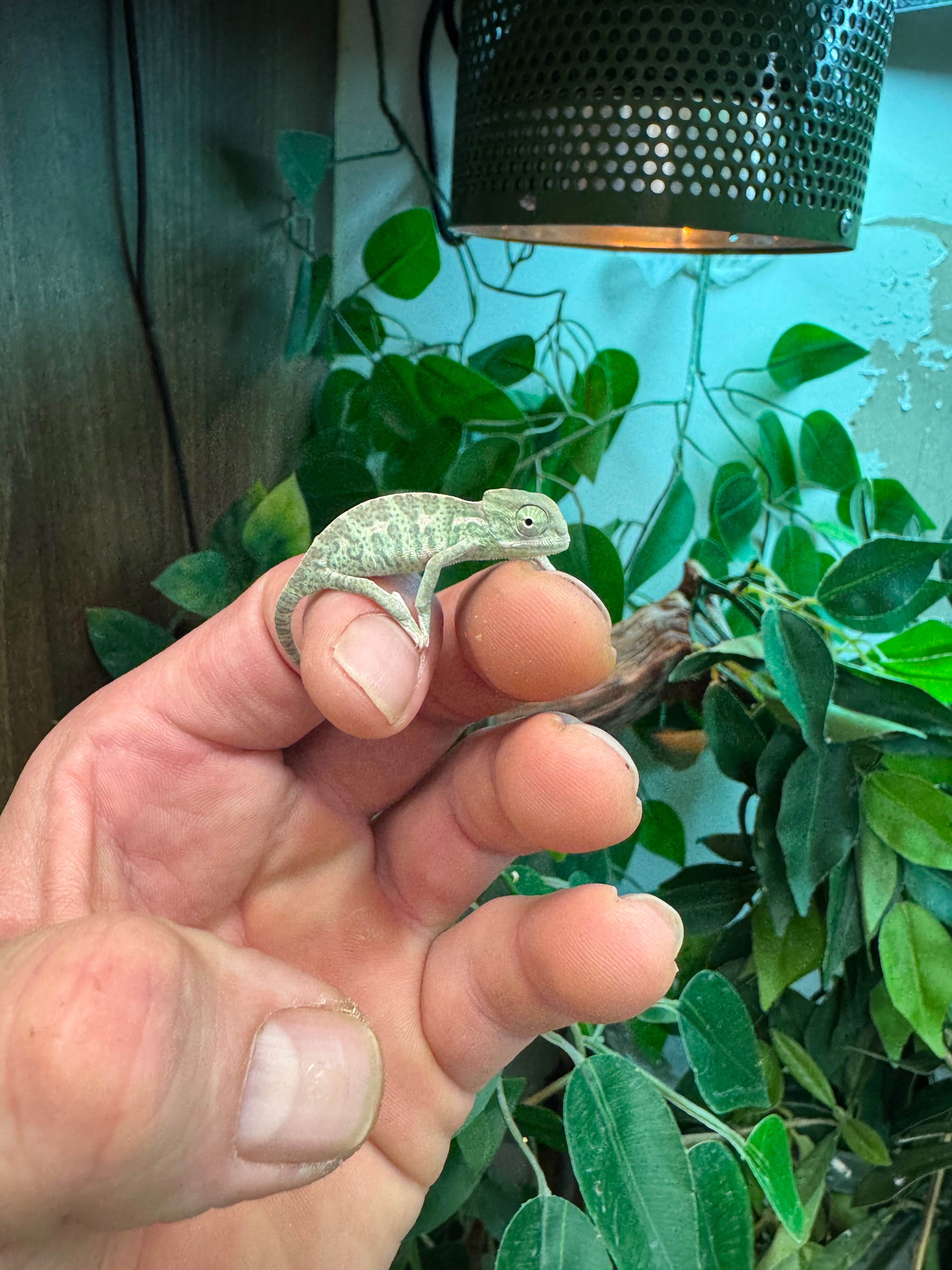 Fully Scaled Reptiles & Things campaign photo, 4 of 8
