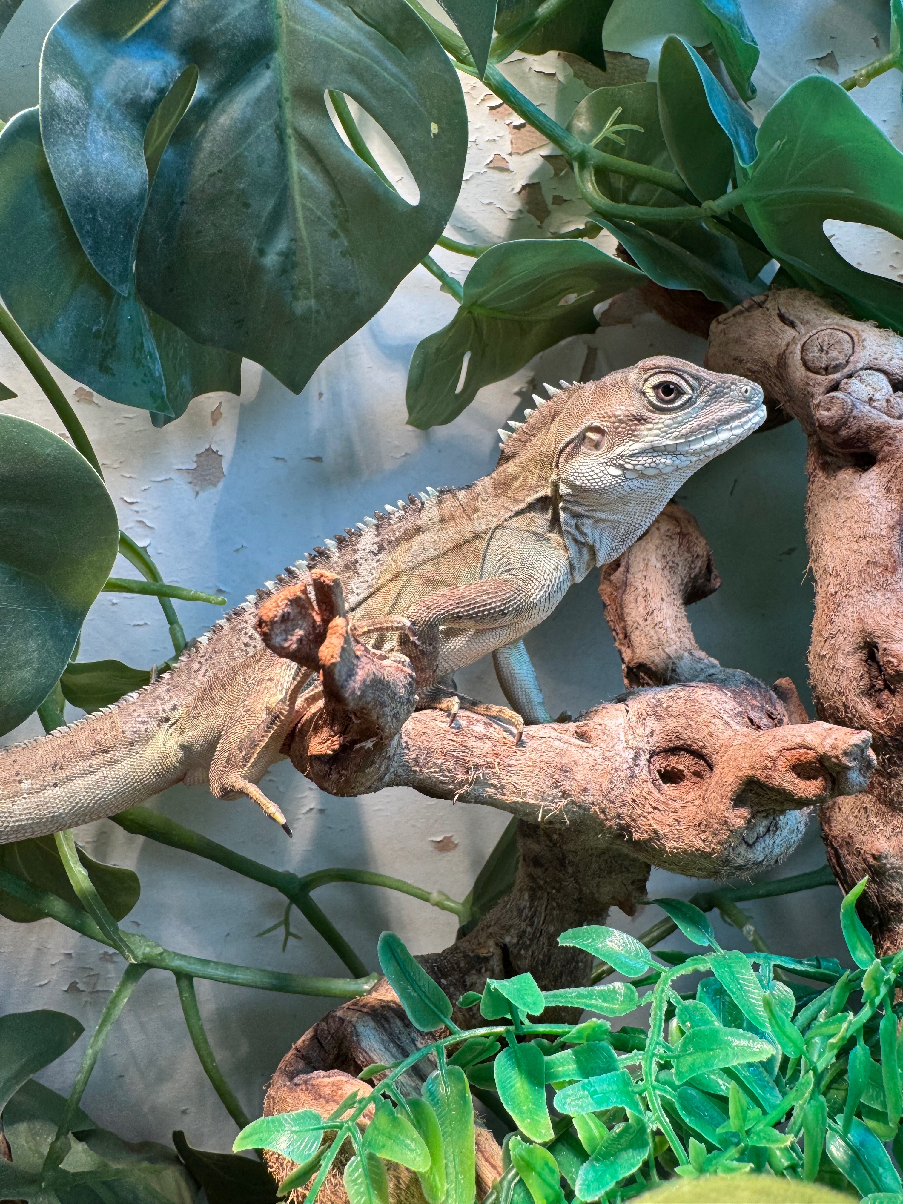 Fully Scaled Reptiles & Things campaign photo, 6 of 8