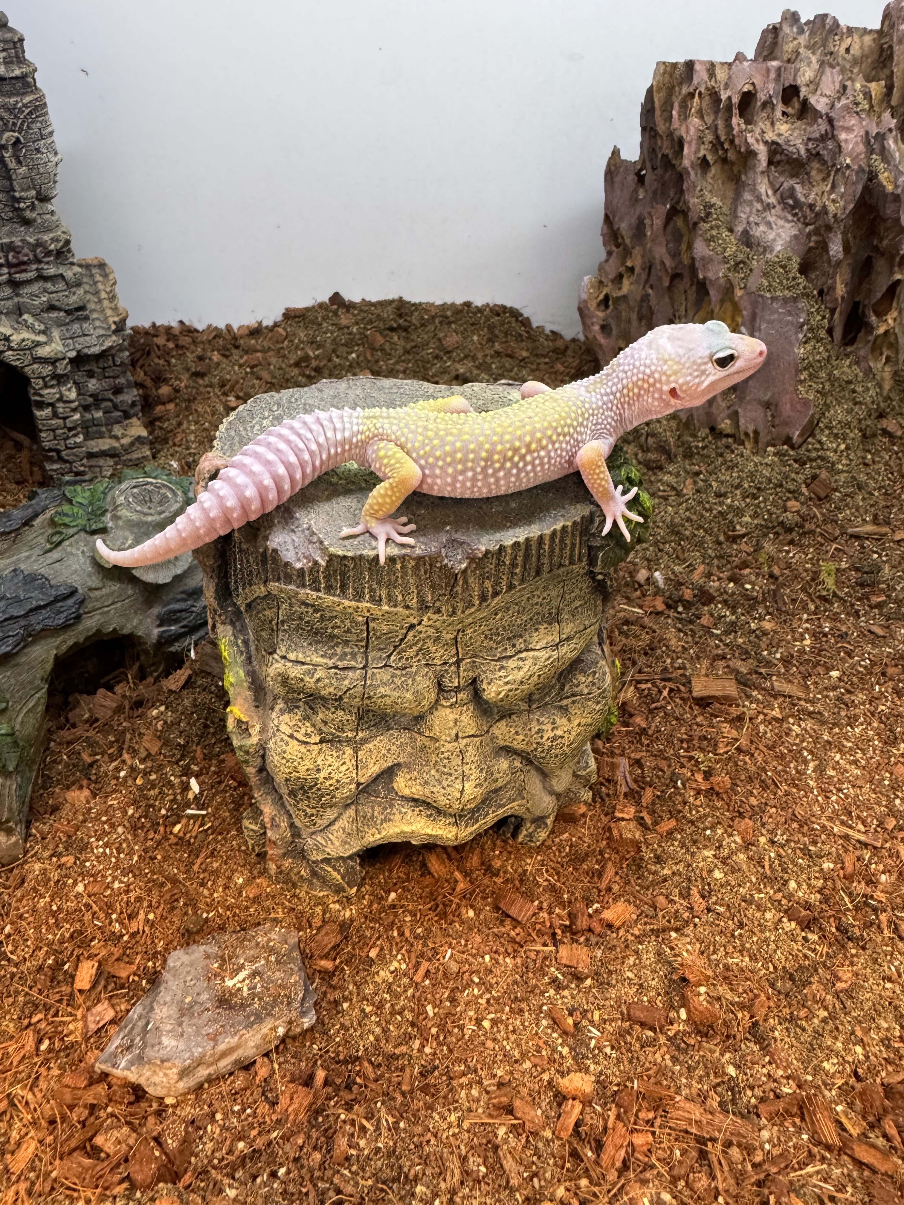Fully Scaled Reptiles & Things campaign photo, 5 of 8