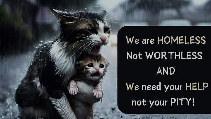 No pet left behind ♥️ Rescue Paws pinned link photo