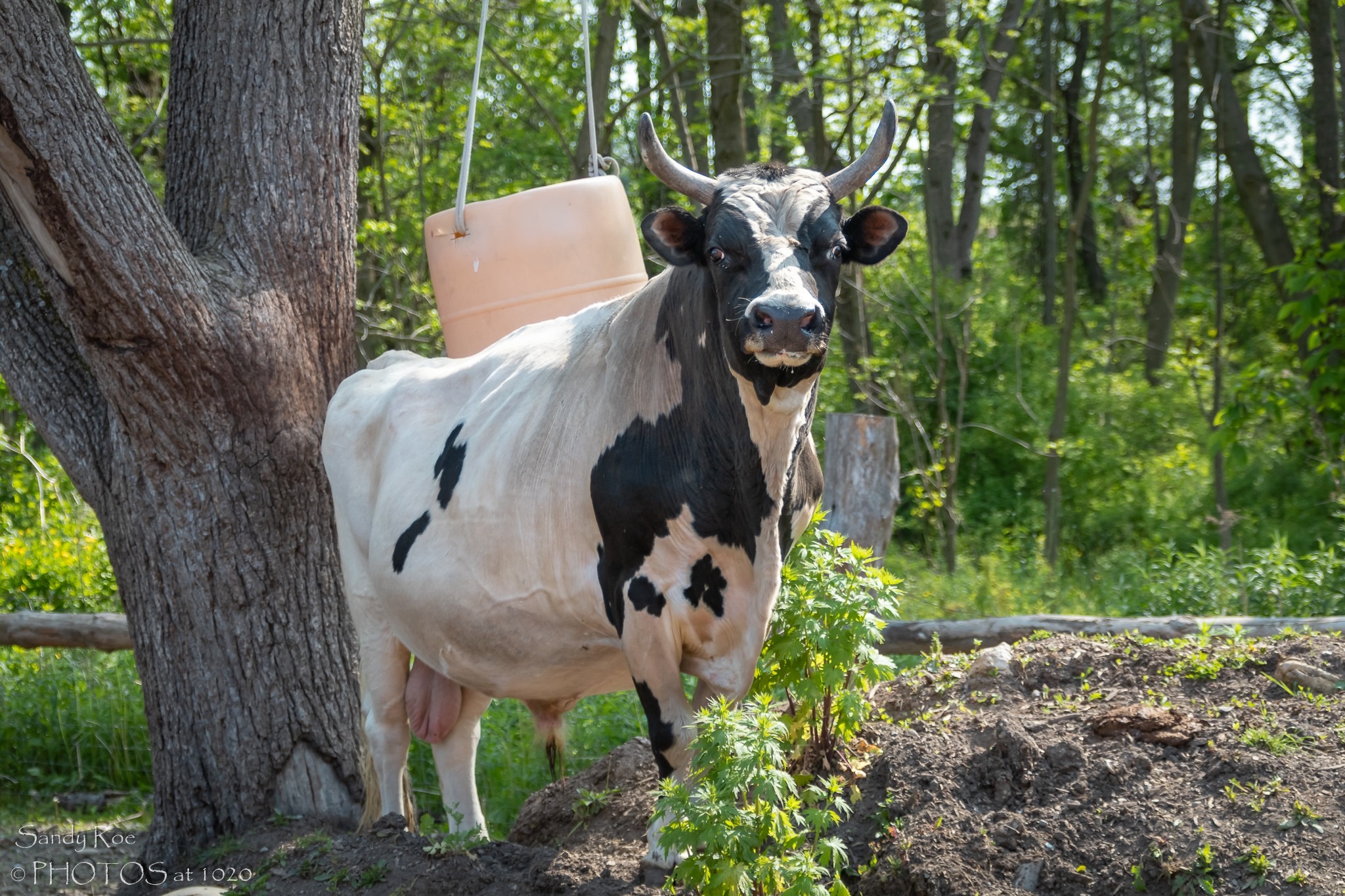 Marshmellow needs your help! campaign photo, 2 of 4