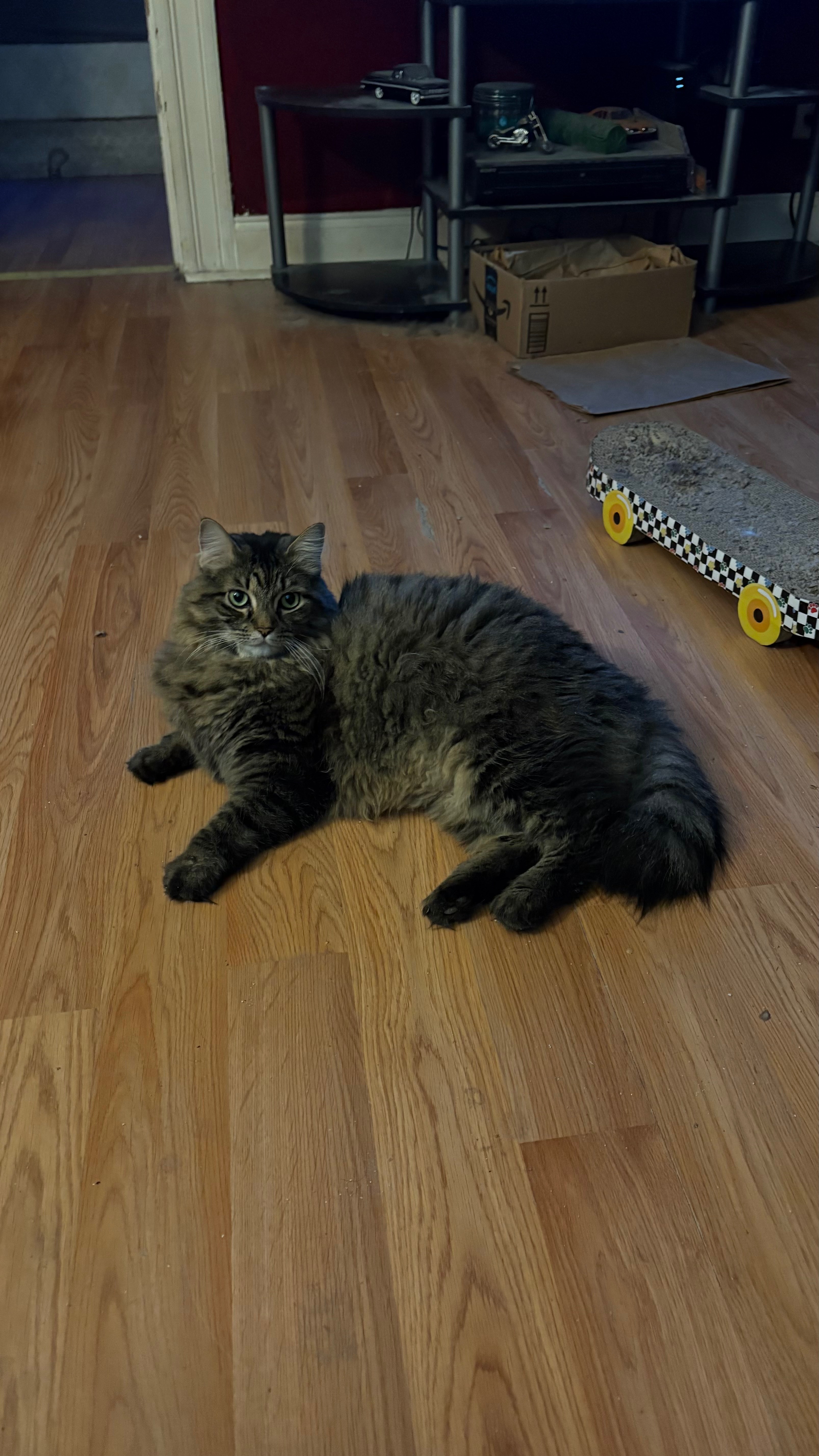 Help Bubba Get Life-Saving Surgery campaign photo, 2 of 4