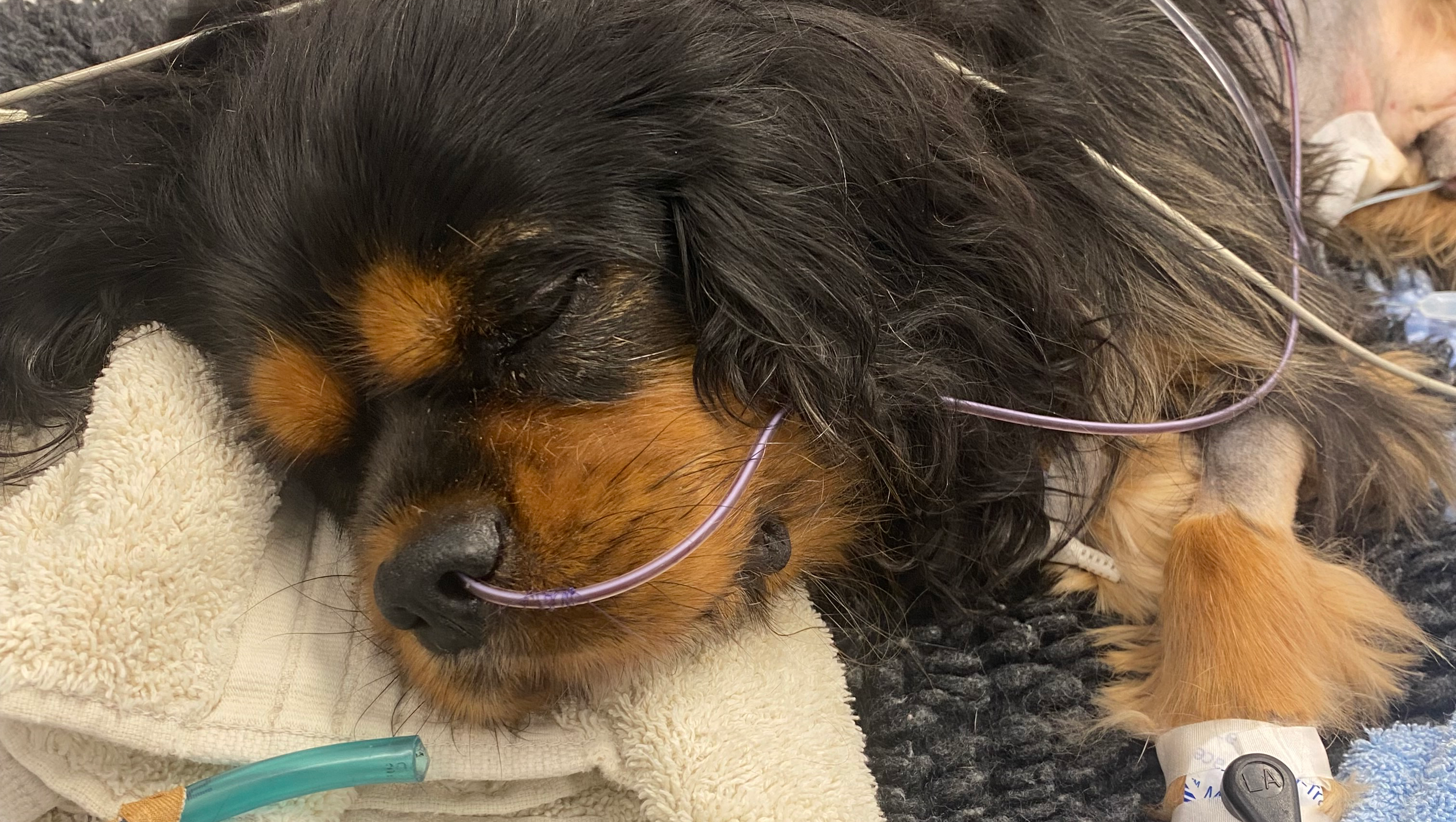 Help save our sweet boy Axel photo