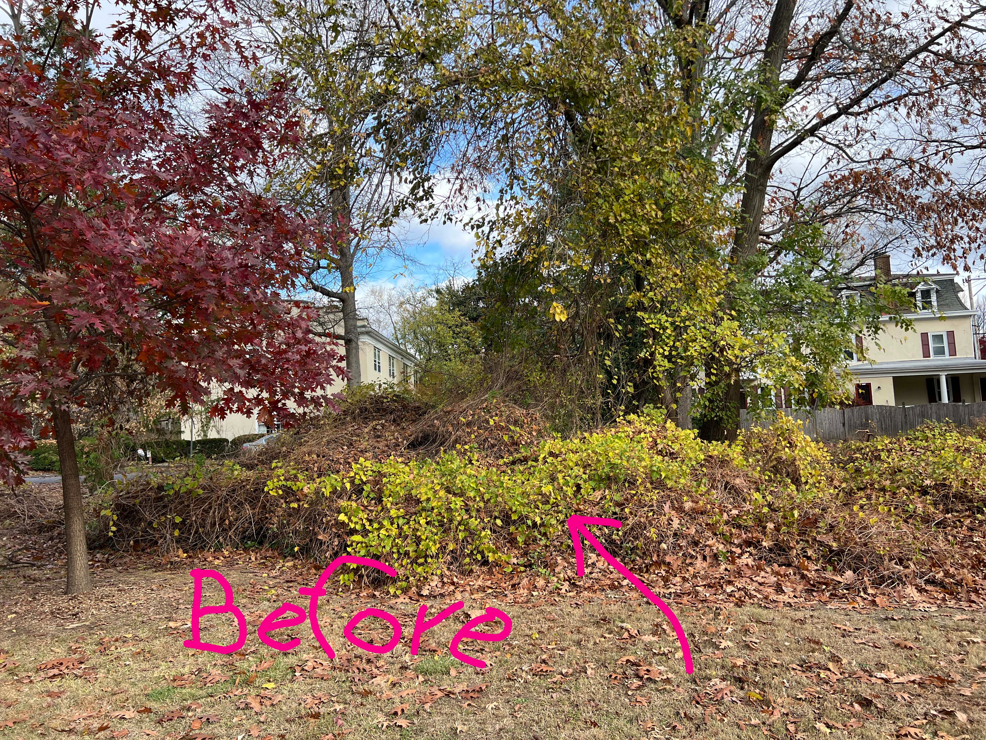 Support Chestnut Hill's First Mini-Forest campaign photo, 4 of 8