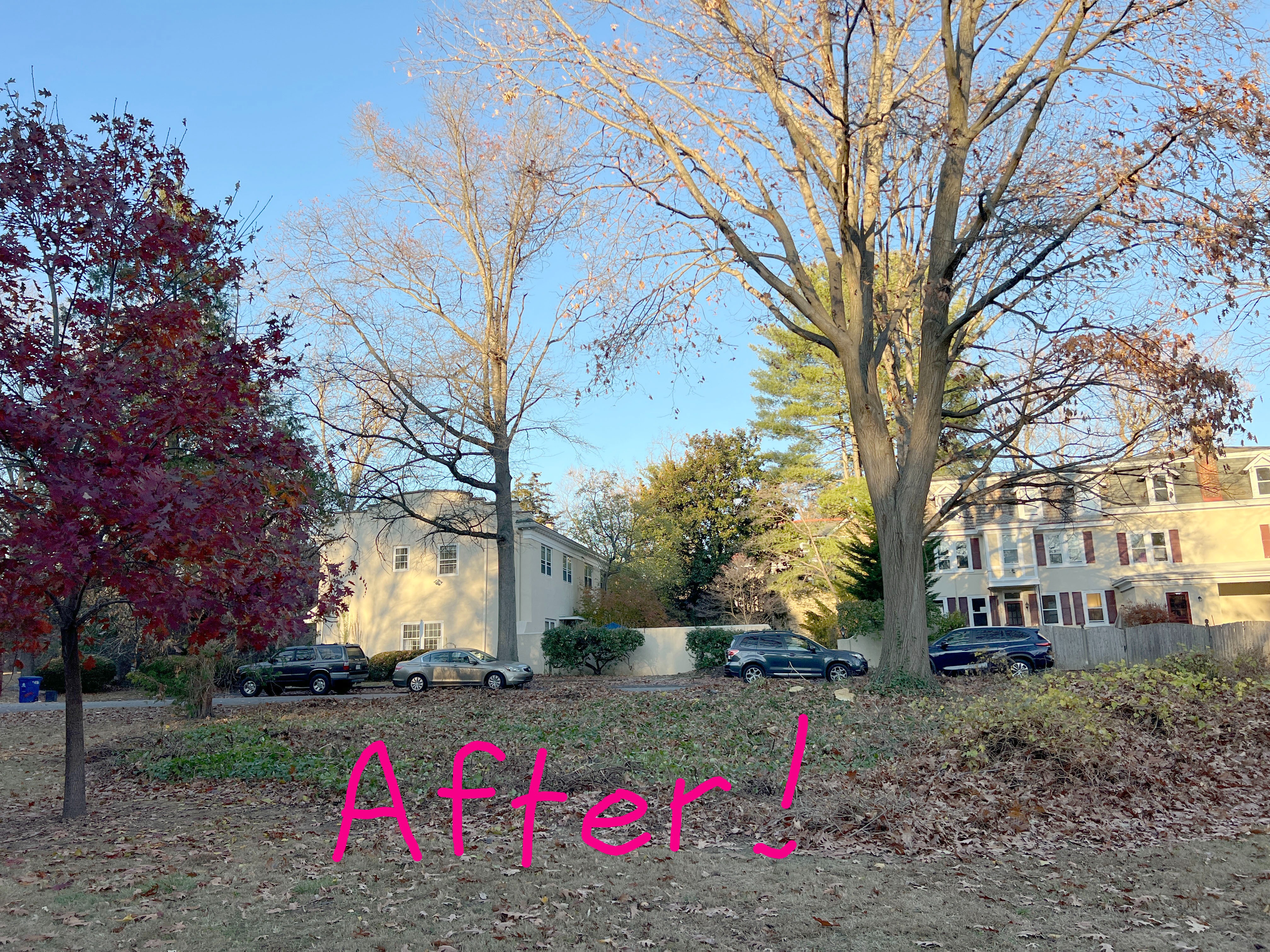 Support Chestnut Hill's First Mini-Forest campaign photo, 2 of 8