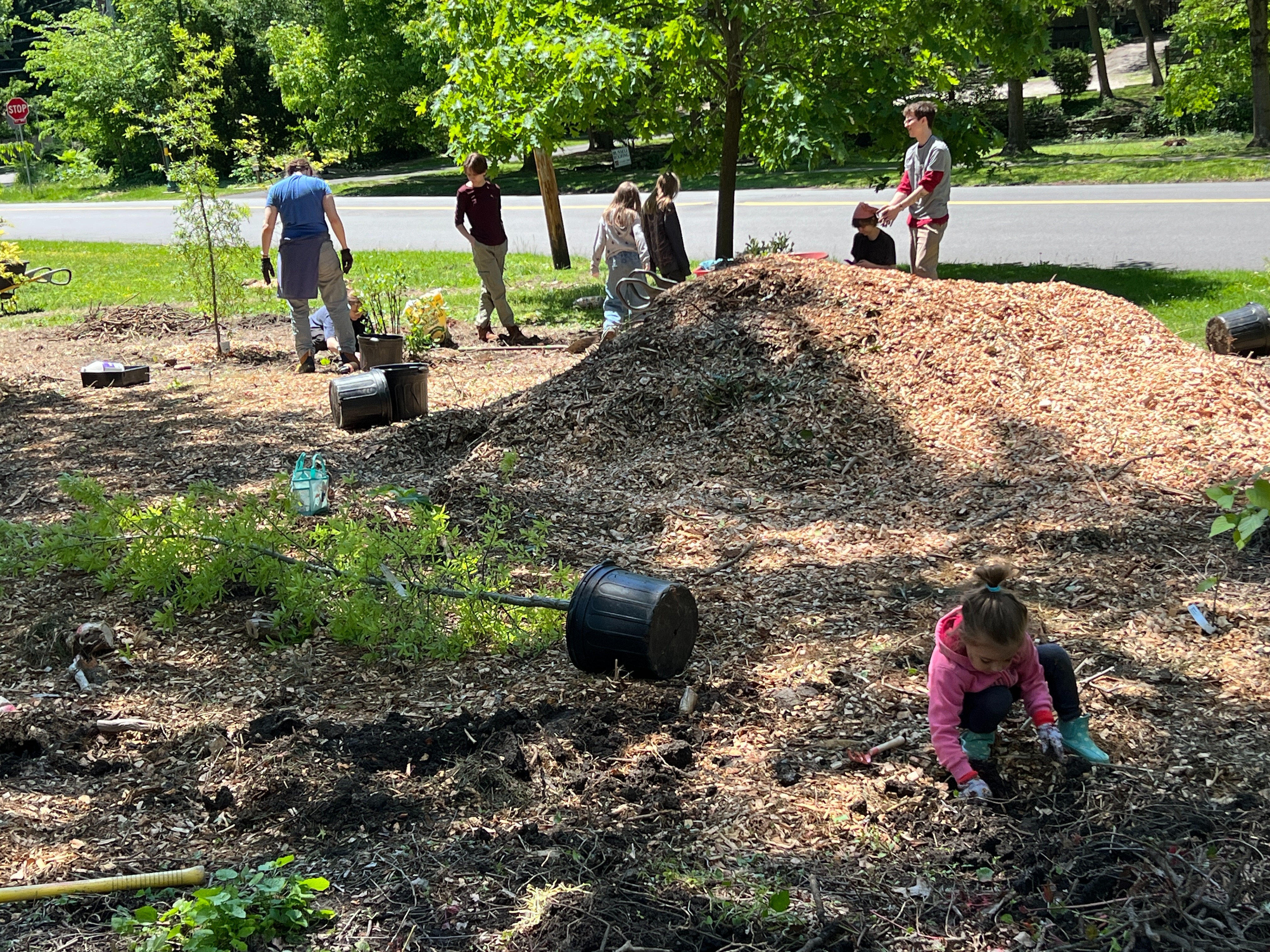 Support Chestnut Hill's First Mini-Forest campaign photo, 5 of 8