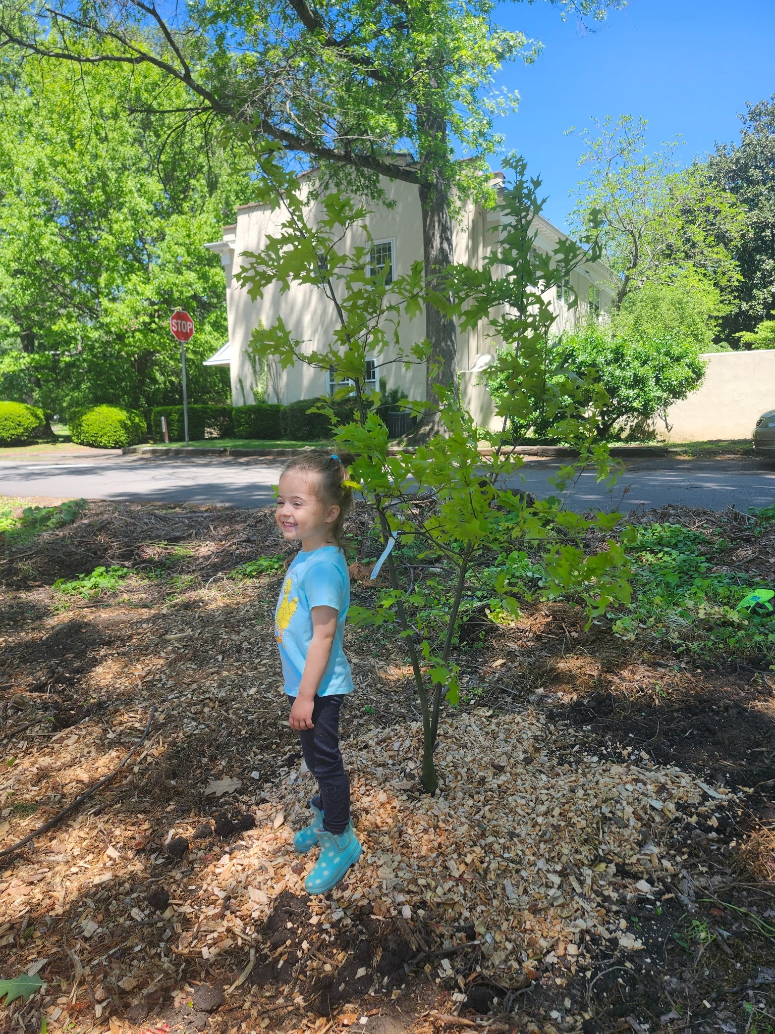 Support Chestnut Hill's First Mini-Forest campaign photo, 6 of 8