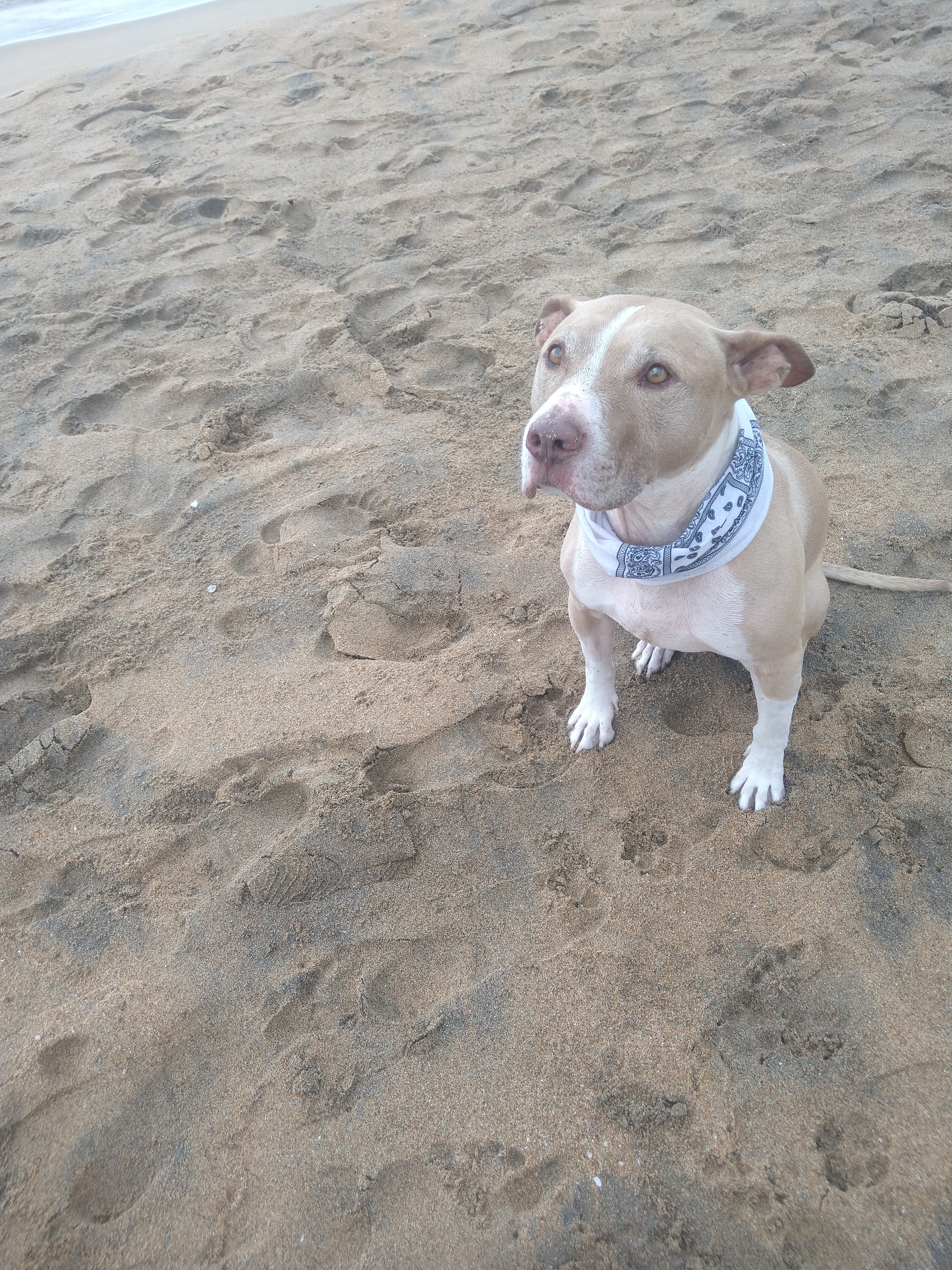Paws for Jaco’s Surgery campaign photo, 7 of 8