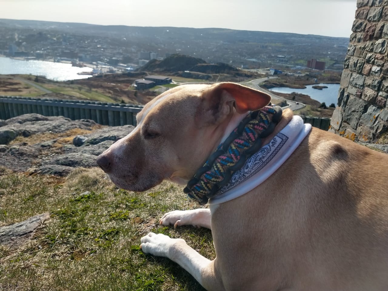 Paws for Jaco’s Surgery campaign photo, 2 of 8