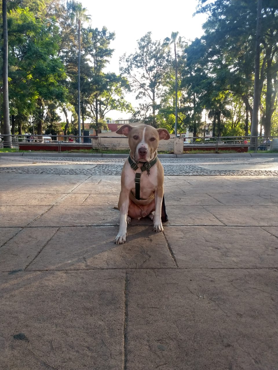 Paws for Jaco’s Surgery campaign photo, 4 of 8