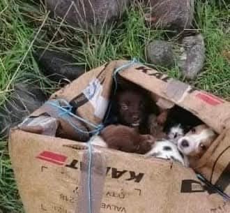 Animal Welfare Fund Eressos (AWF) campaign photo, 7 of 8