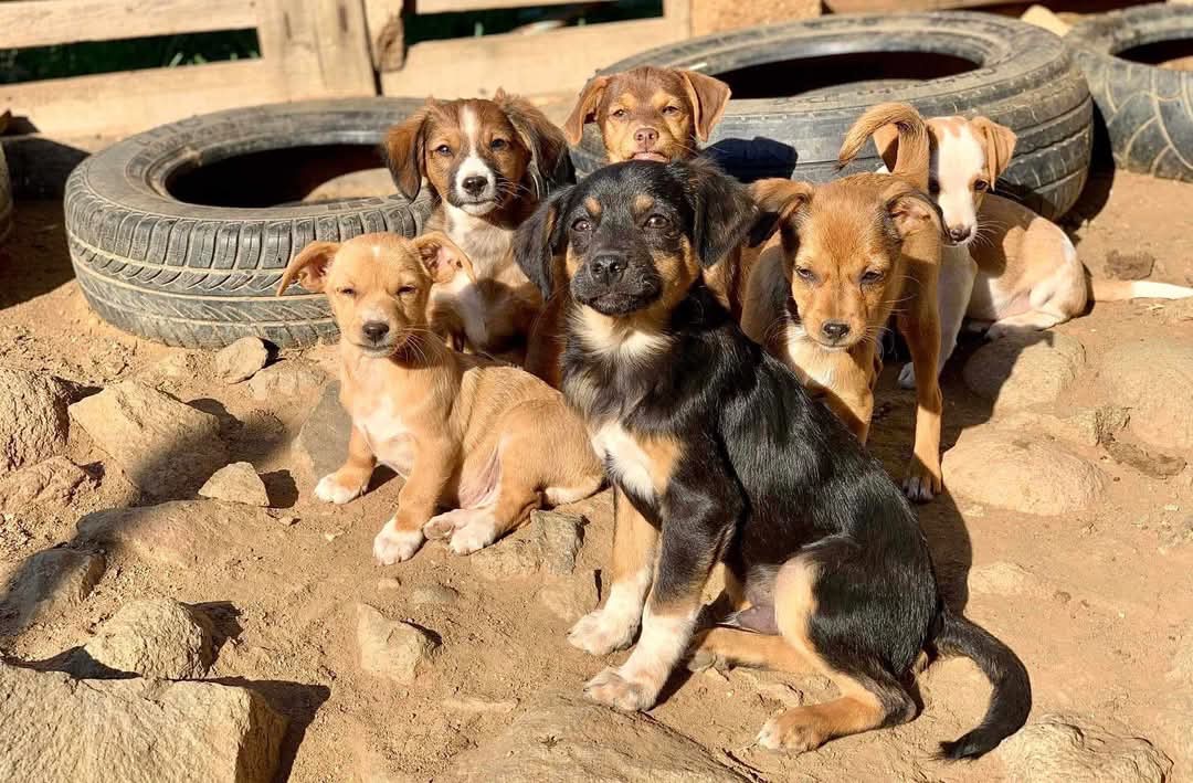 Animal Welfare Fund Eressos (AWF) campaign photo, 4 of 8