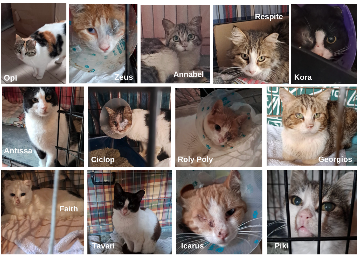 Animal Welfare Fund Eressos (AWF) campaign photo, 6 of 8