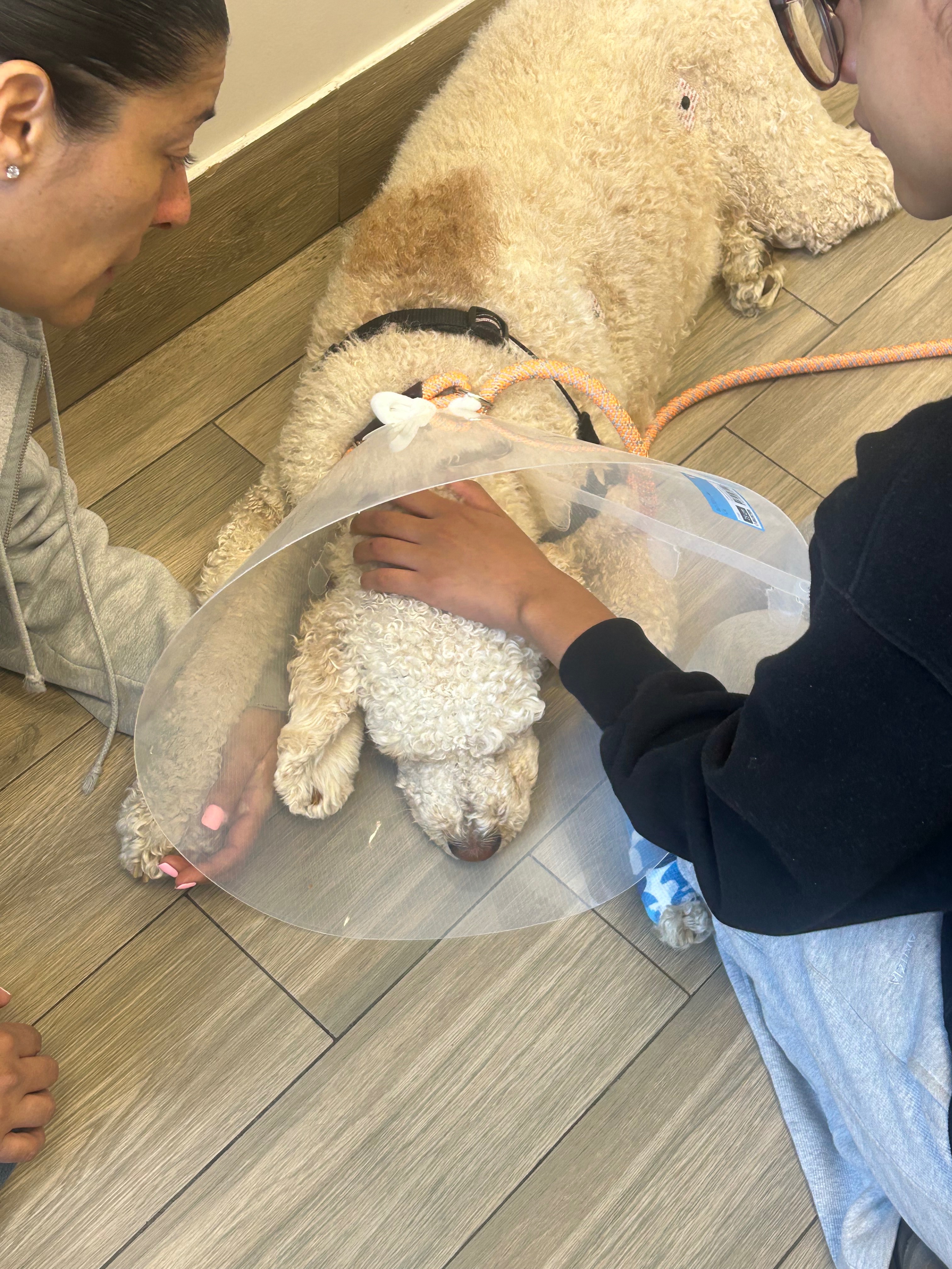 Help us save Ollie’s life campaign photo, 2 of 4