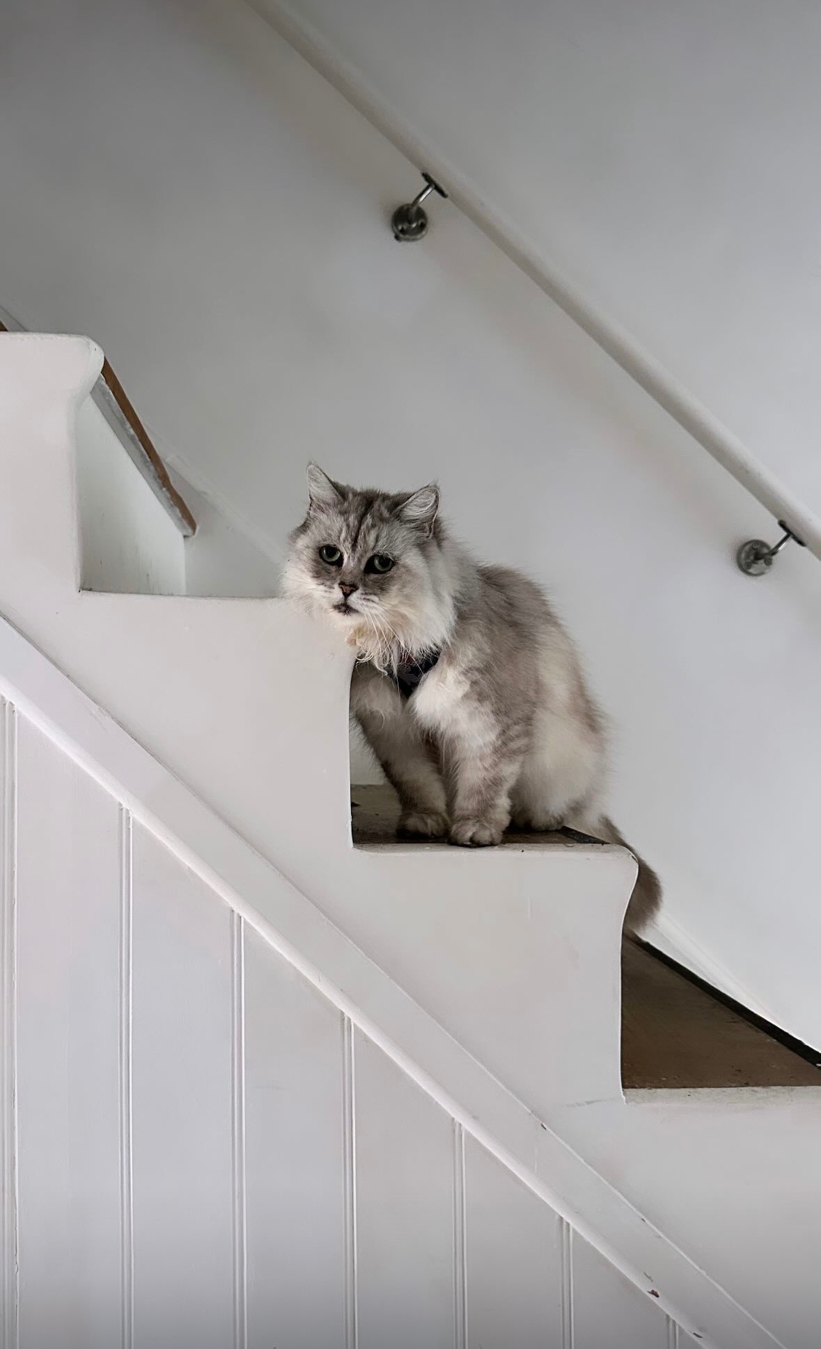 Help our little Nacho - urgent vet care needed campaign photo, 7 of 8