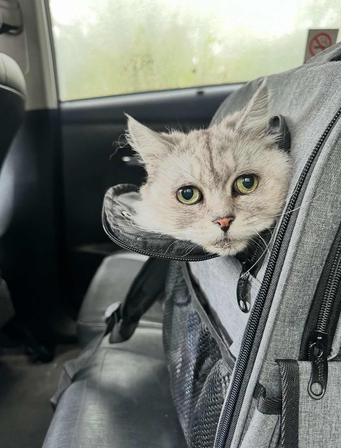 Help our little Nacho - urgent vet care needed campaign photo, 4 of 8