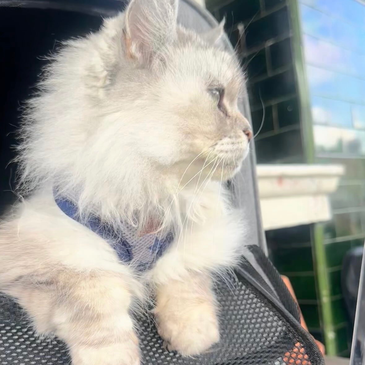 Help our little Nacho - urgent vet care needed campaign photo, 5 of 8