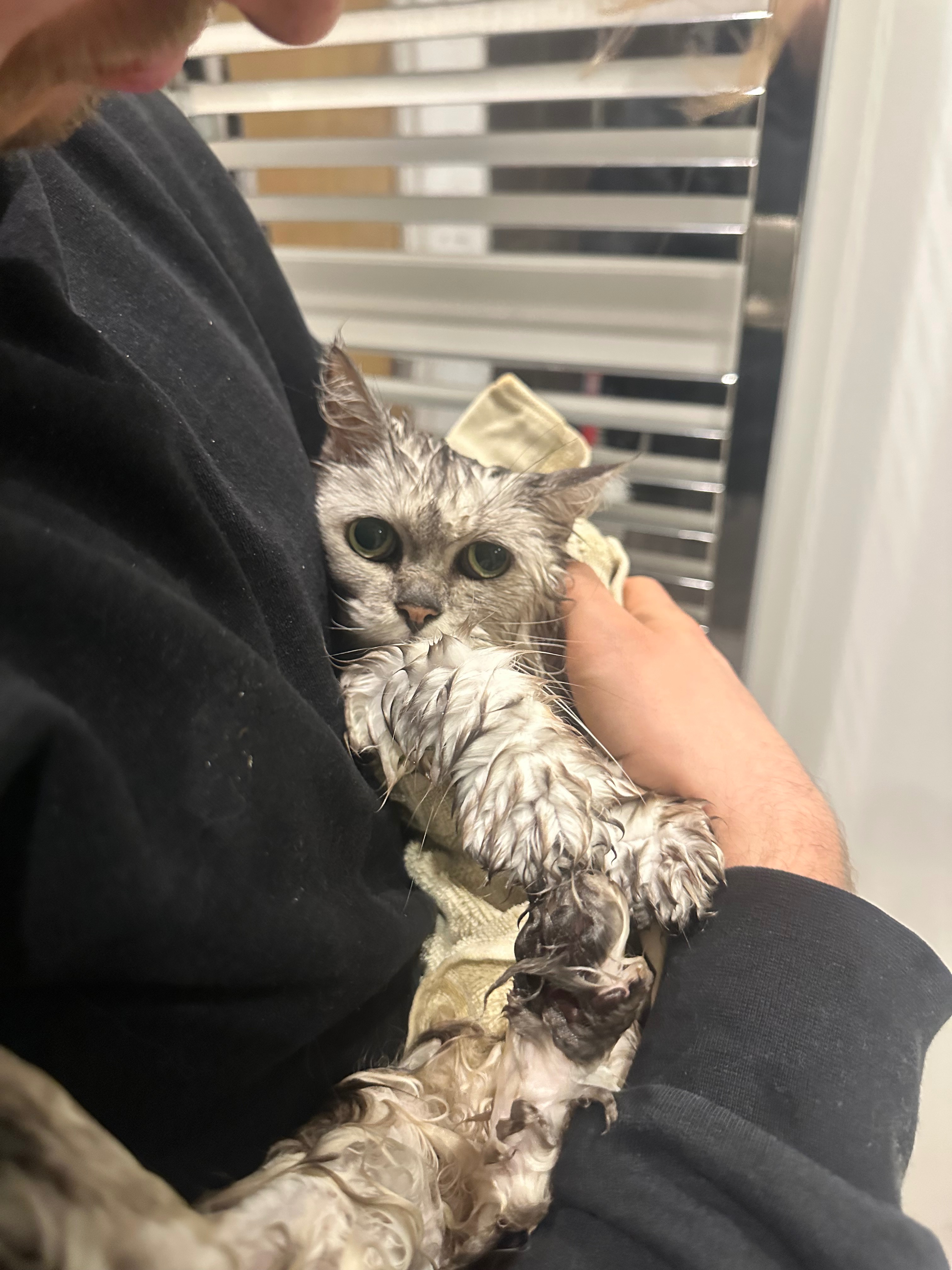 Help our little Nacho - urgent vet care needed campaign photo, 6 of 8