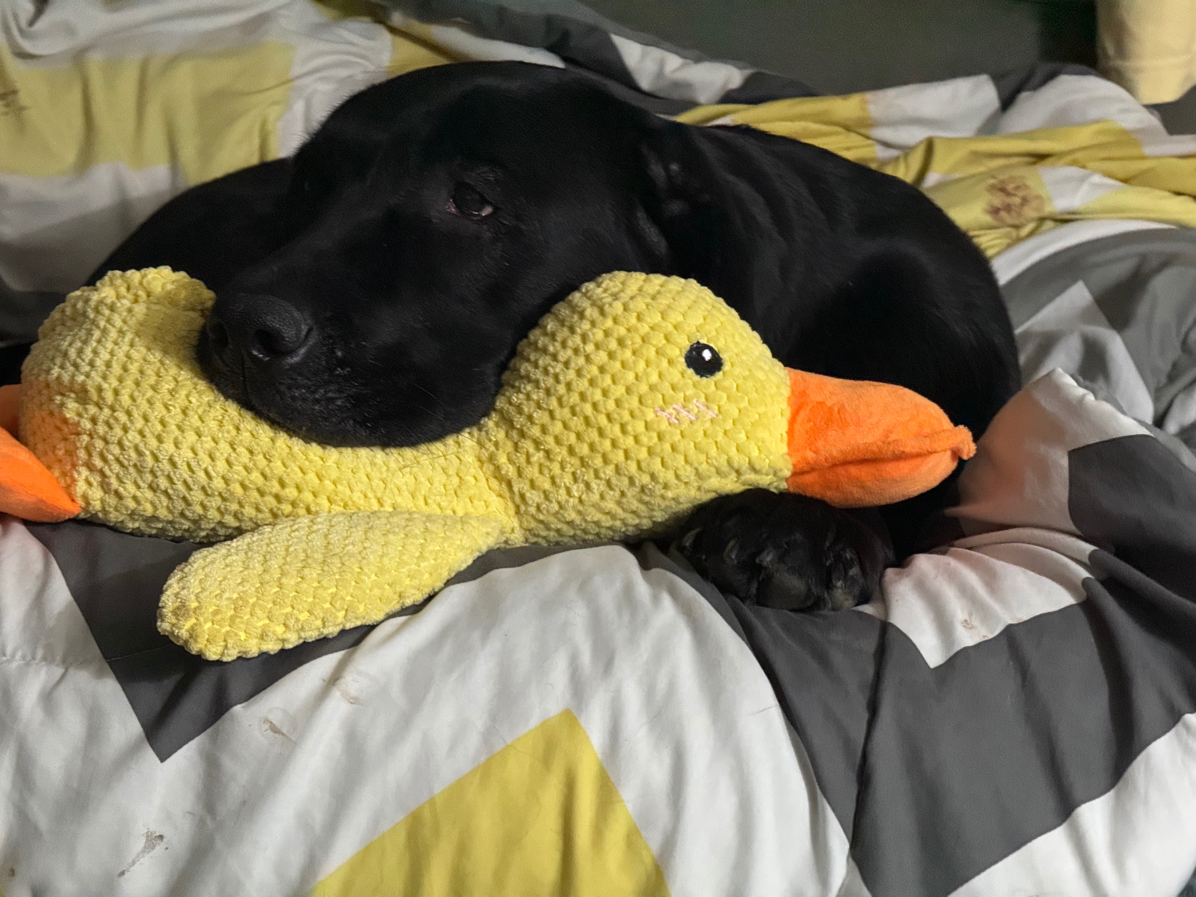 Help Bella Walk Again: Surgery Needed campaign photo, 7 of 8