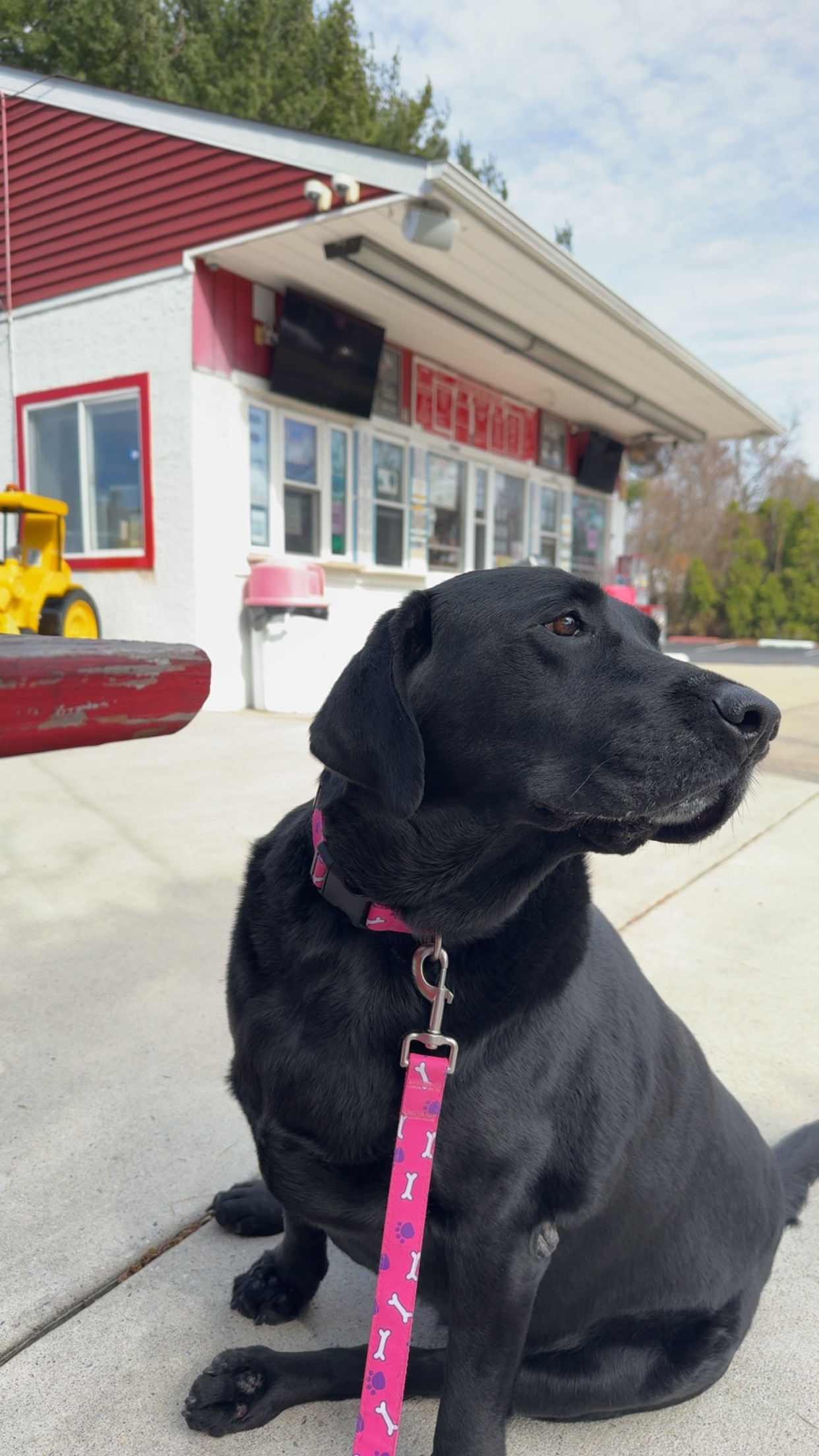 Help Bella Walk Again: Surgery Needed campaign photo, 2 of 8