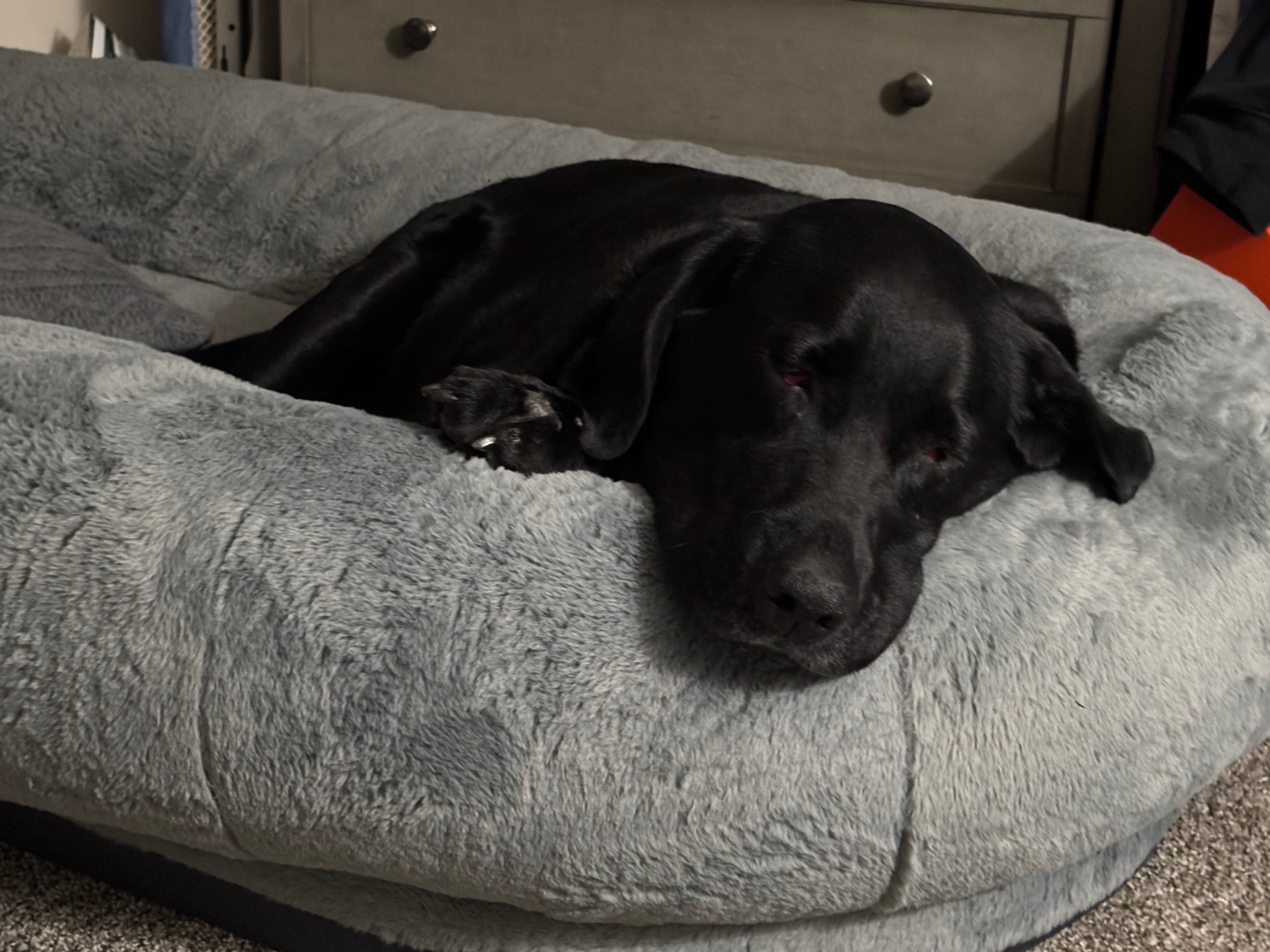 Help Bella Walk Again: Surgery Needed campaign photo, 4 of 8