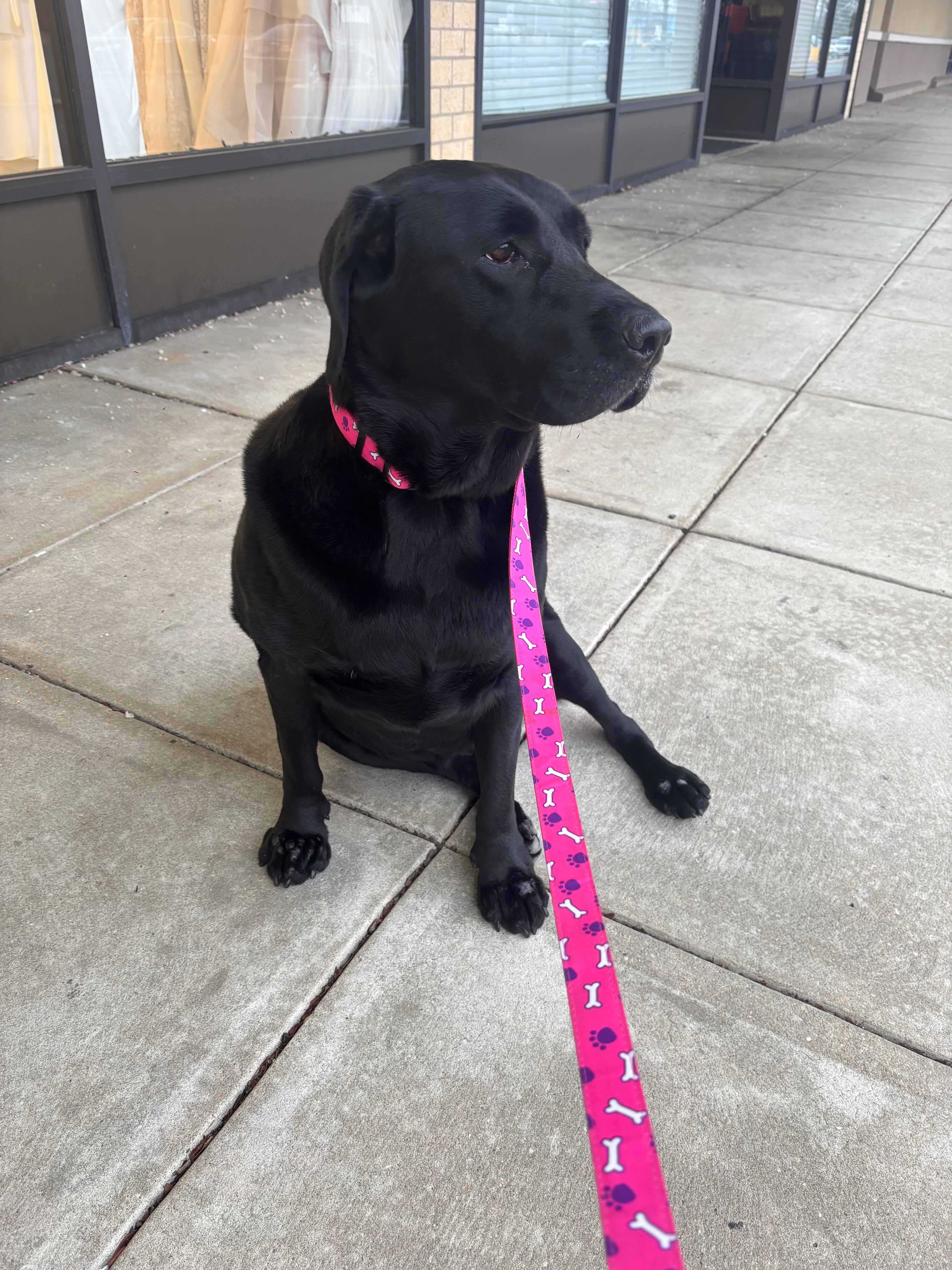 Help Bella Walk Again: Surgery Needed campaign photo, 5 of 8